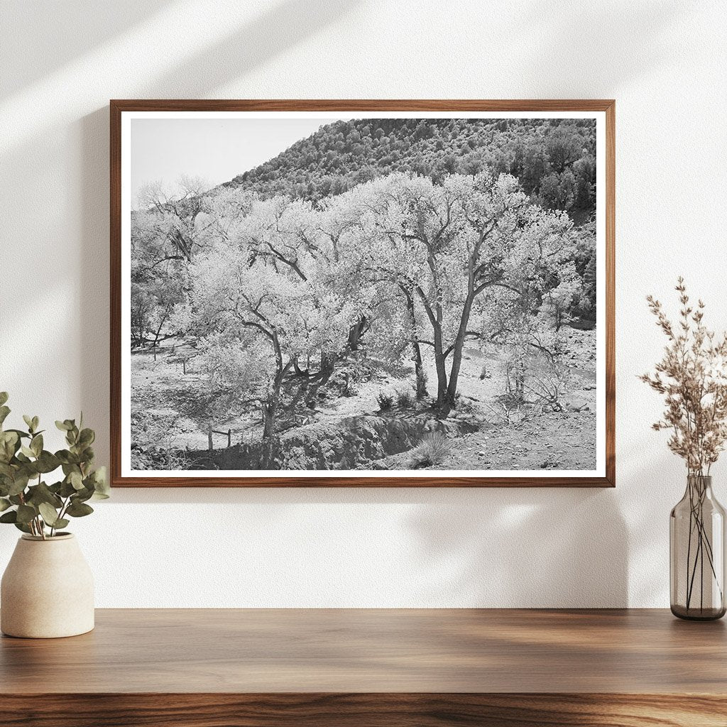 Cottonwood Trees at Carrizo Creek Navajo County Arizona 1940