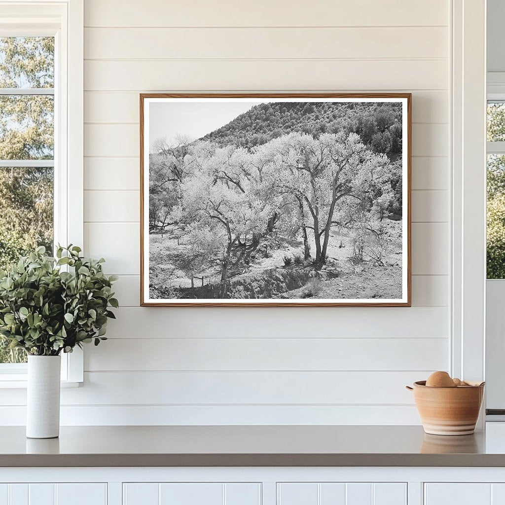 Cottonwood Trees at Carrizo Creek Navajo County Arizona 1940