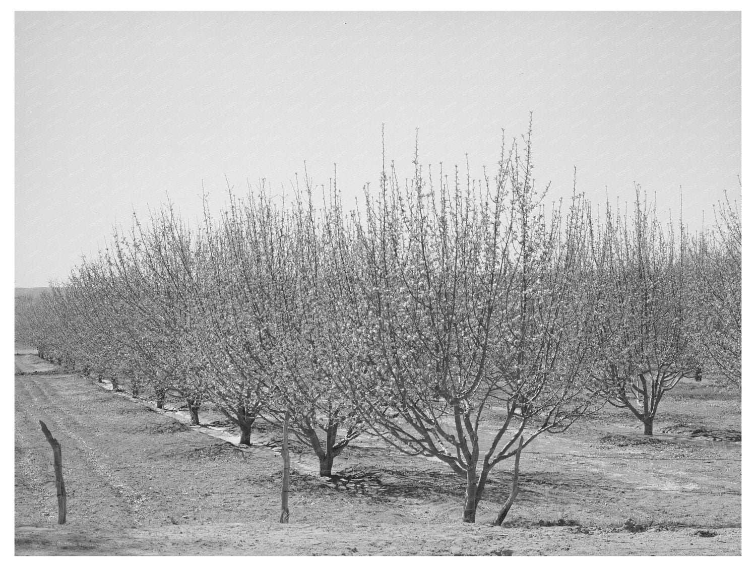 Irrigated Orchard in Bernalillo County New Mexico 1940