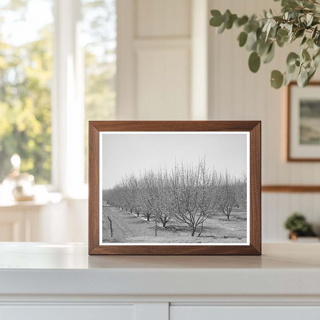 Irrigated Orchard in Bernalillo County New Mexico 1940