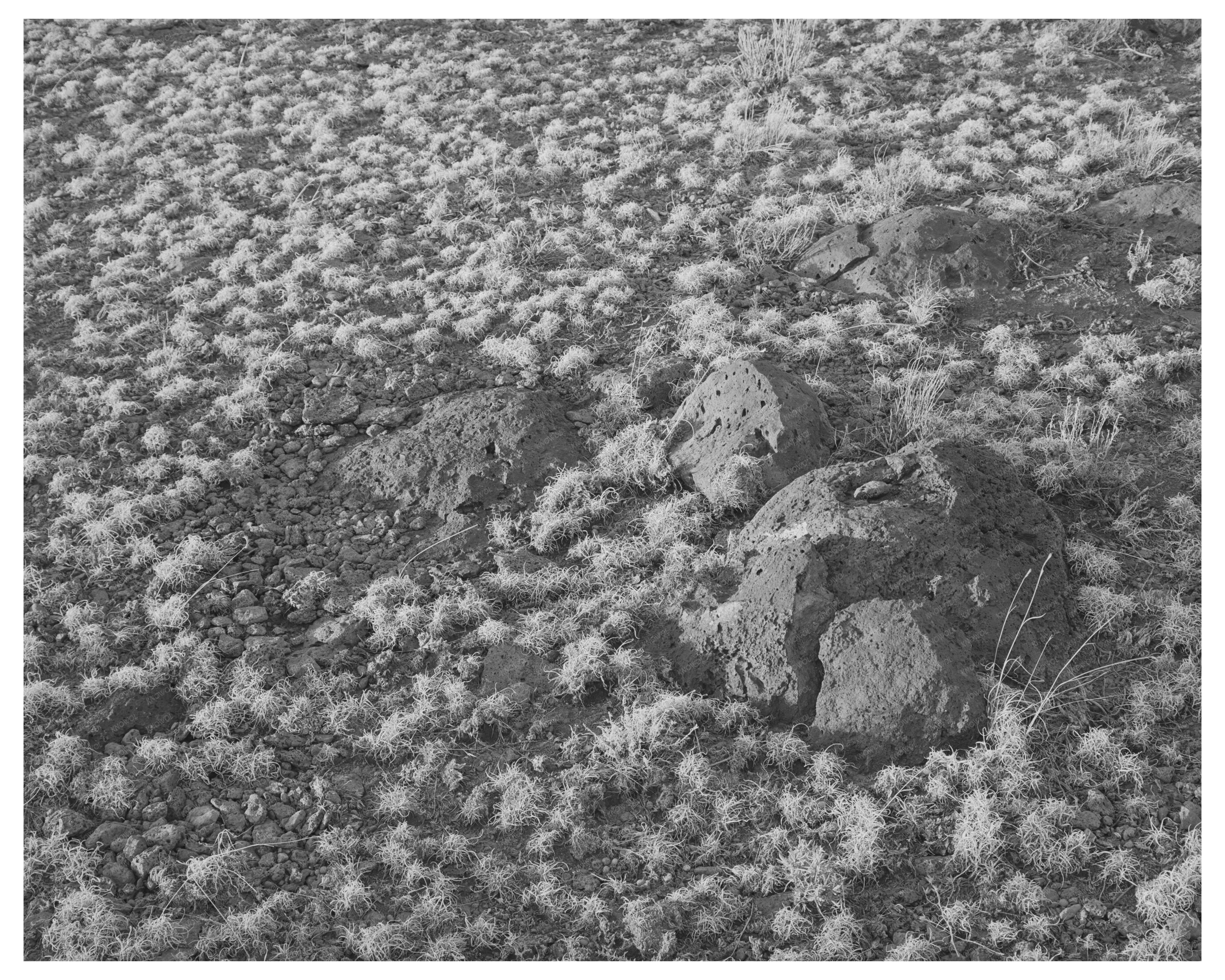 Volcanic Soil Grass in Apache County Arizona 1940
