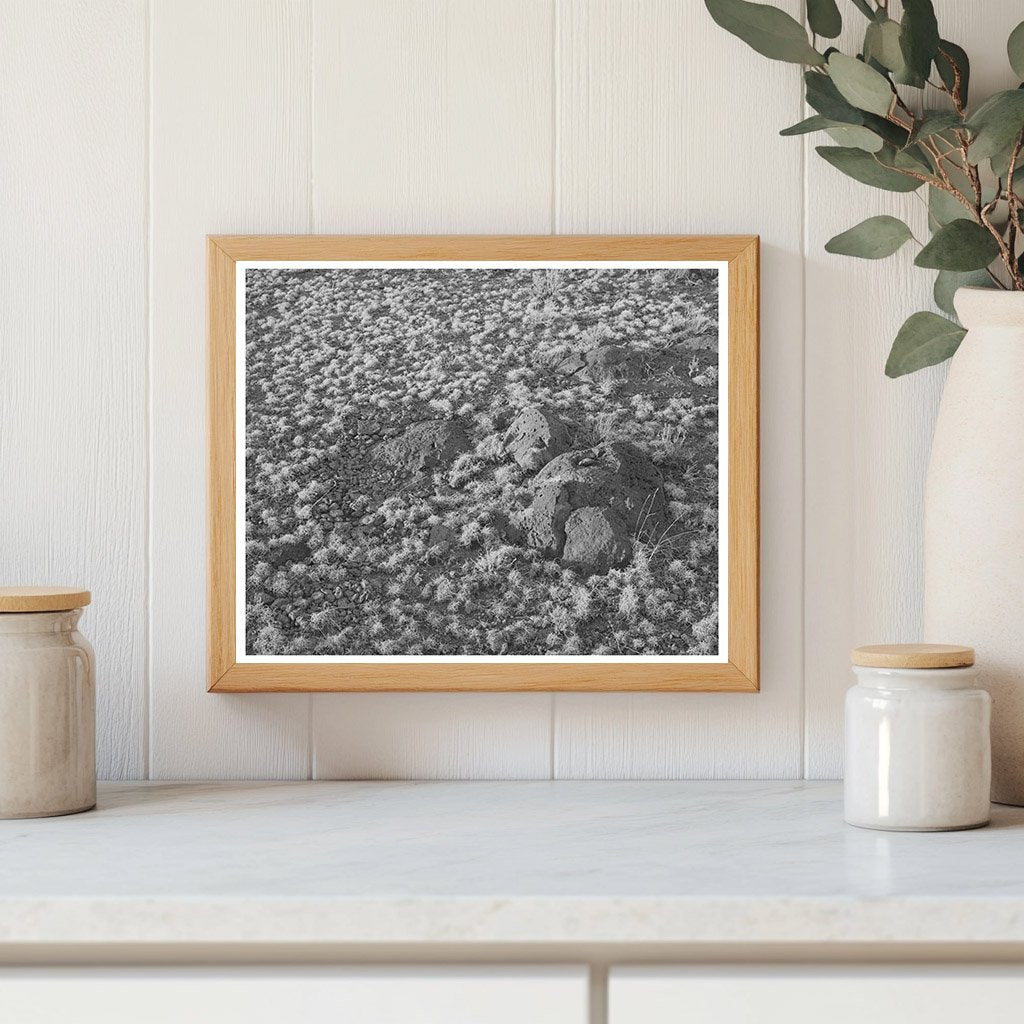 Volcanic Soil Grass in Apache County Arizona 1940
