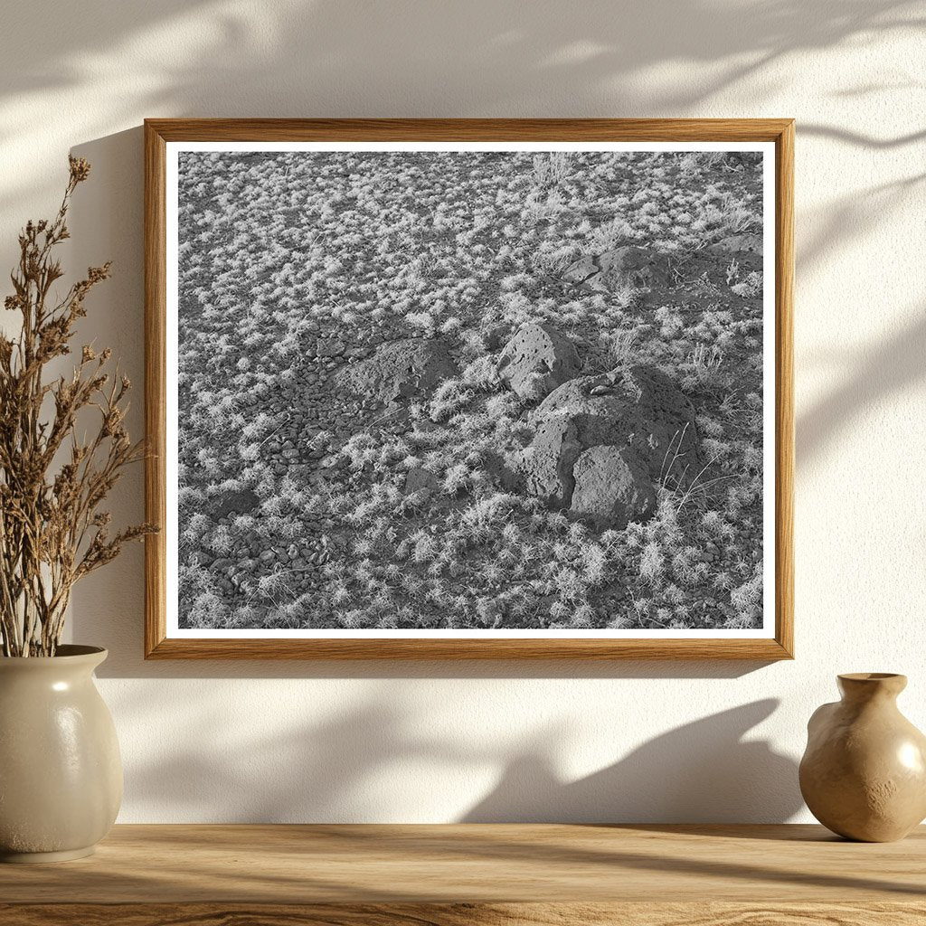 Volcanic Soil Grass in Apache County Arizona 1940