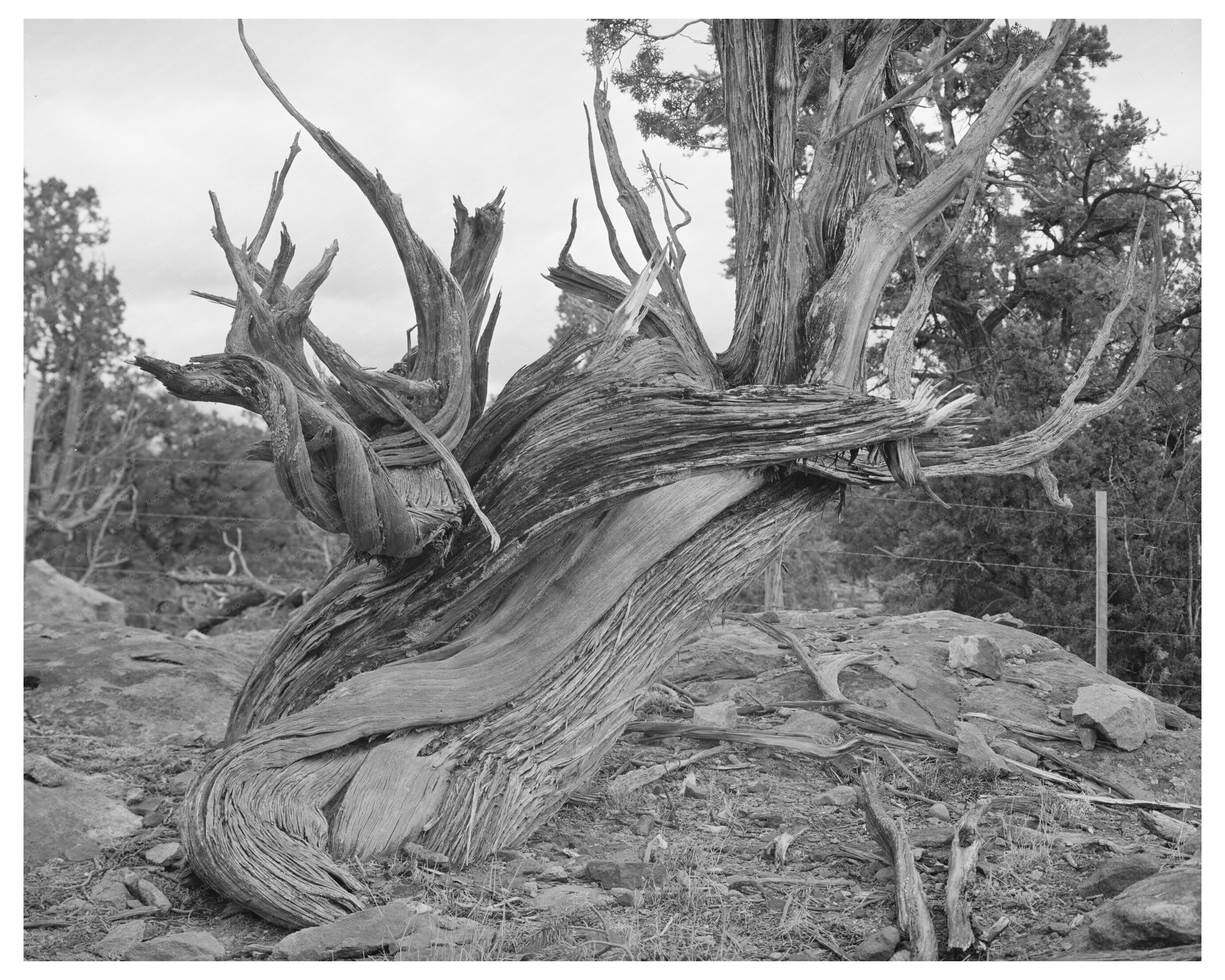 Vintage Twisted Juniper Tree Apache County Arizona 1940
