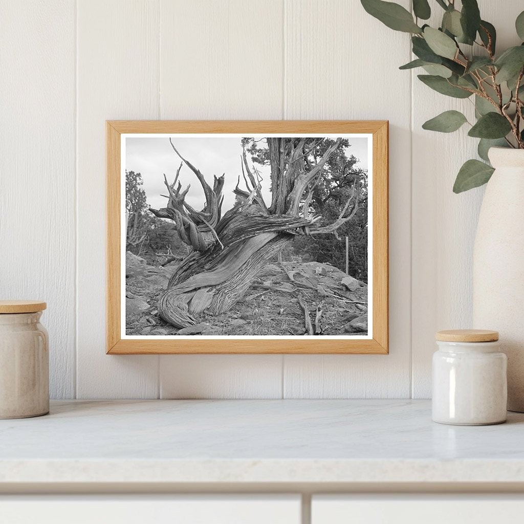 Vintage Twisted Juniper Tree Apache County Arizona 1940