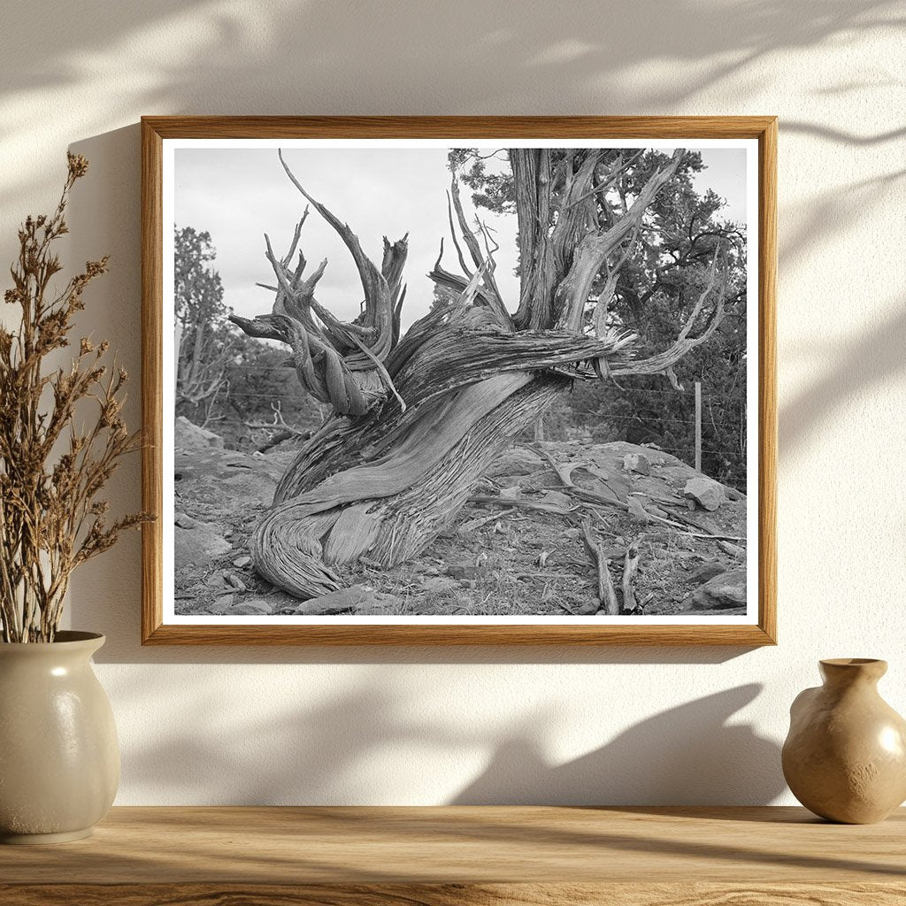 Vintage Twisted Juniper Tree Apache County Arizona 1940