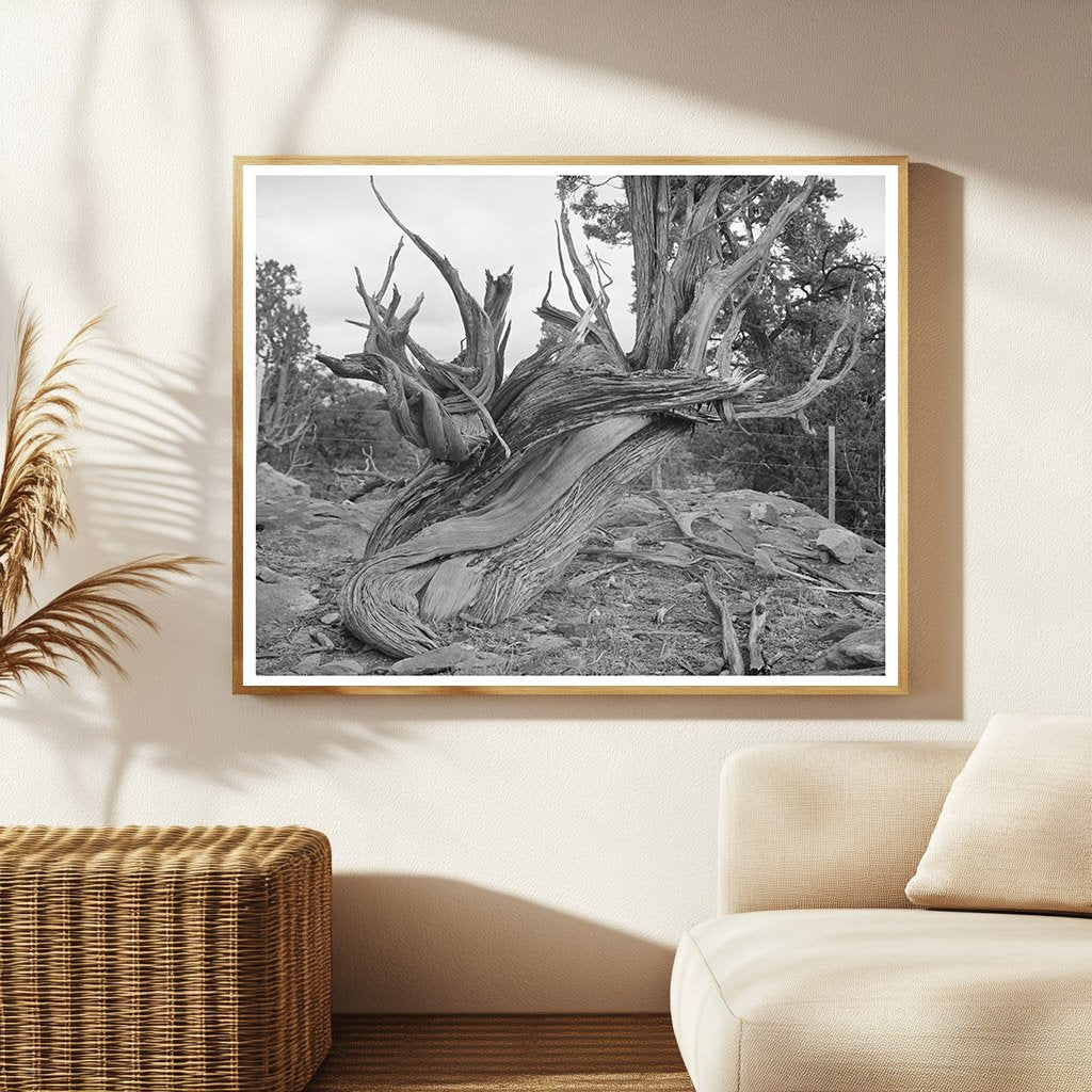 Vintage Twisted Juniper Tree Apache County Arizona 1940