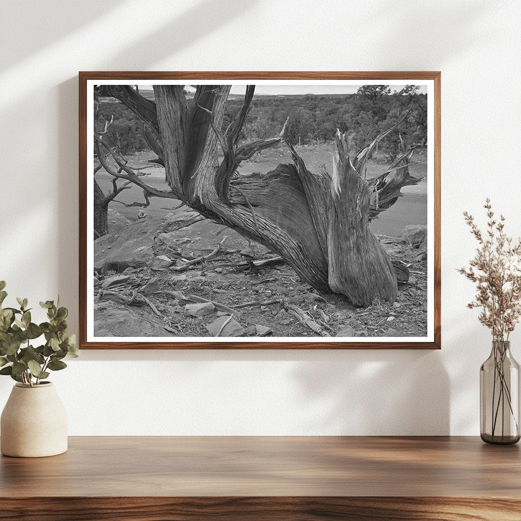 Twisted Mountain Juniper Tree Apache County Arizona 1940