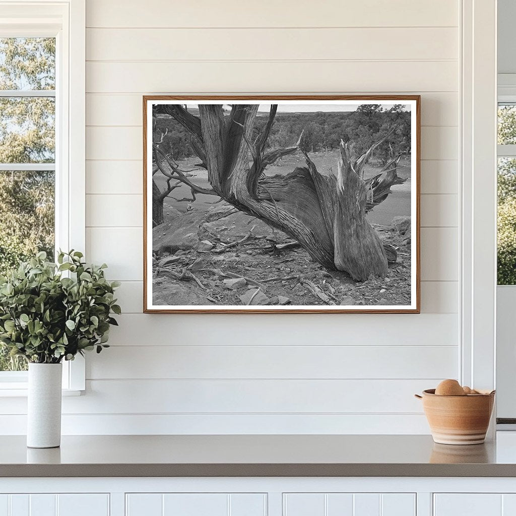Twisted Mountain Juniper Tree Apache County Arizona 1940
