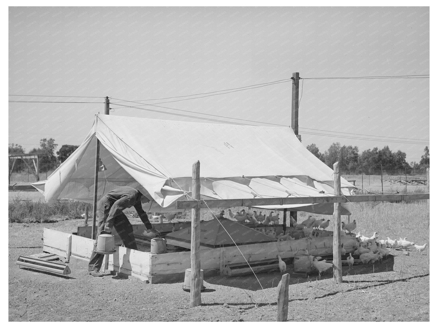 Poultry Raising on Part-Time Farms in Arizona 1940