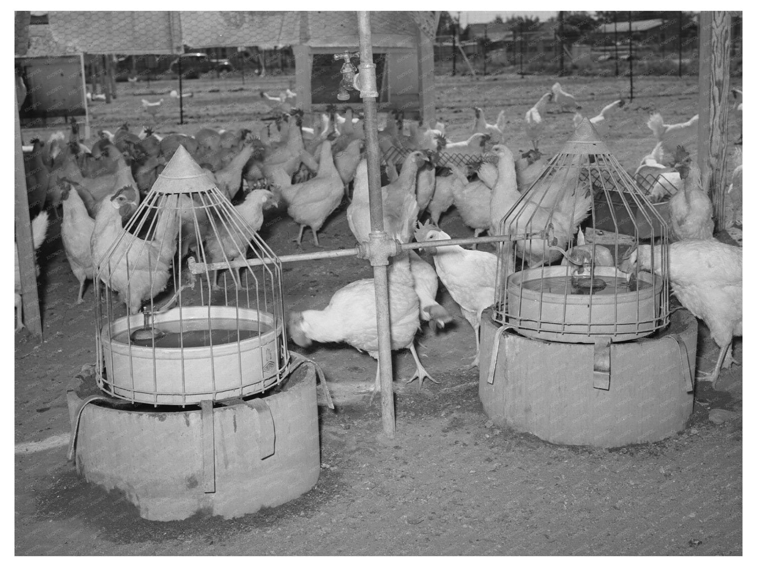 Drinking Fountains for Chickens Arizona May 1940