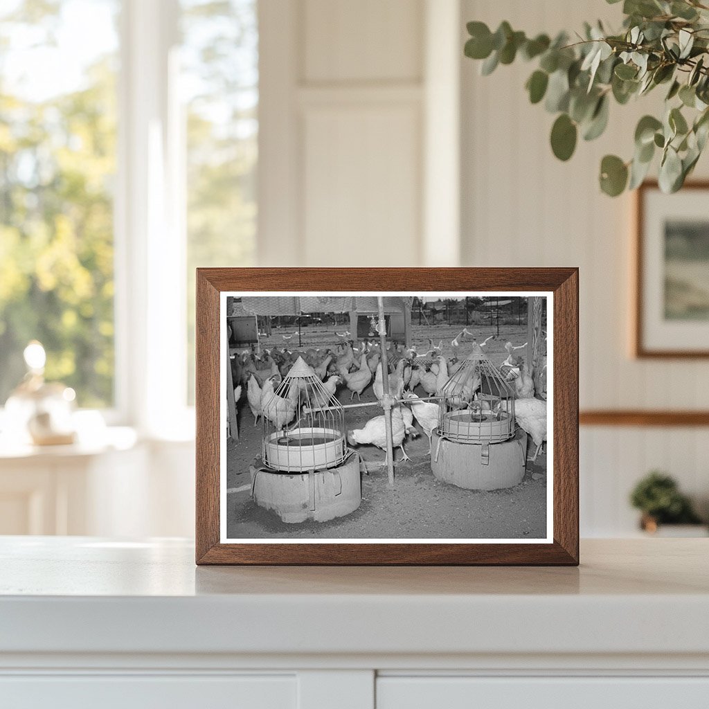 Drinking Fountains for Chickens Arizona May 1940
