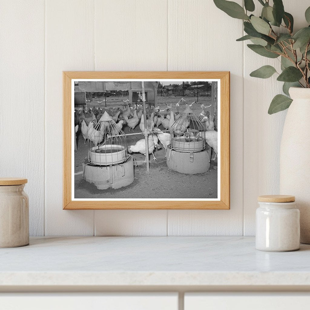 Vintage 1940 Photo of Chicken Drinking Fountains Arizona