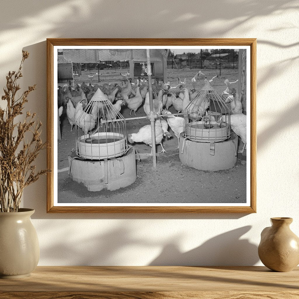 Vintage 1940 Photo of Chicken Drinking Fountains Arizona