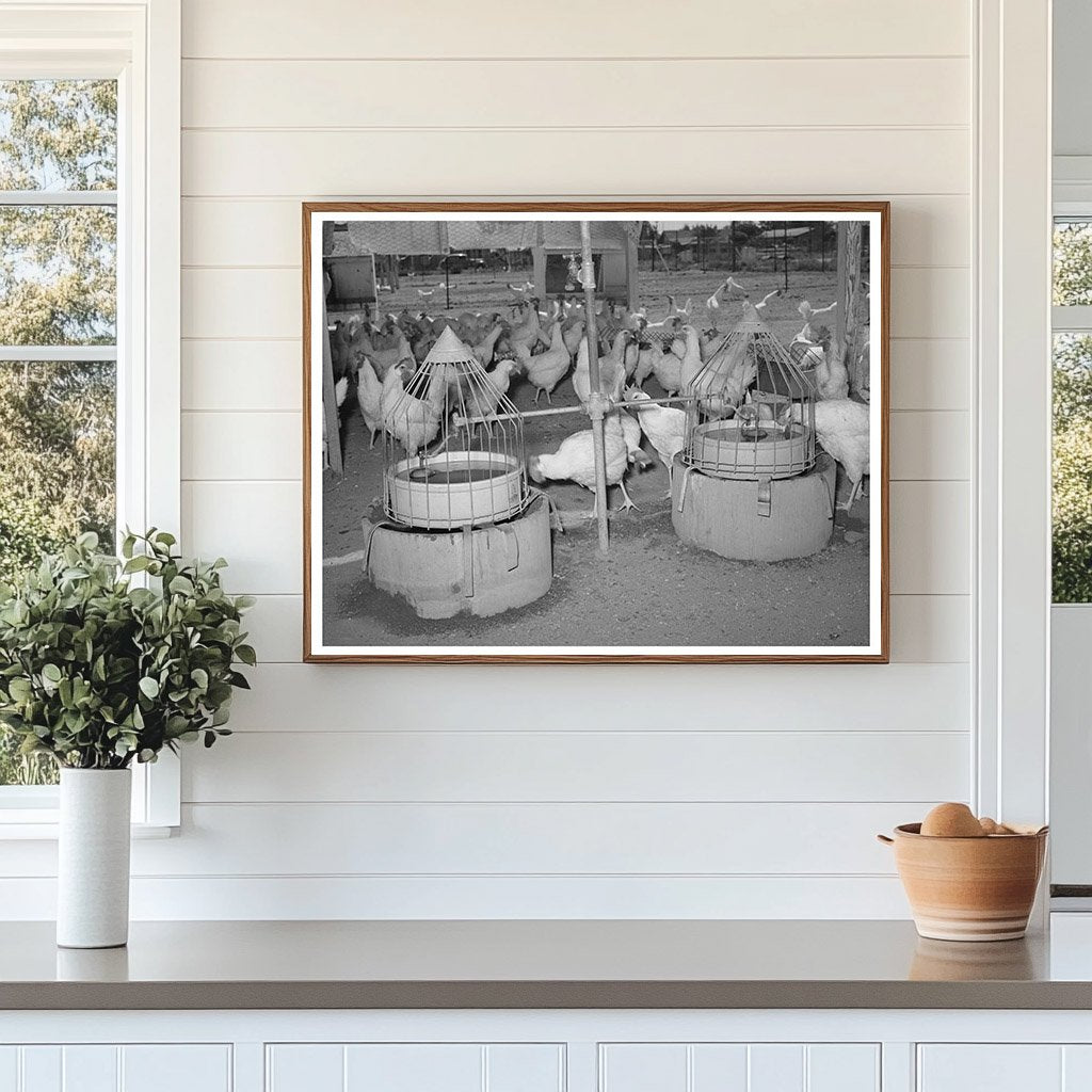 Drinking Fountains for Chickens Arizona May 1940