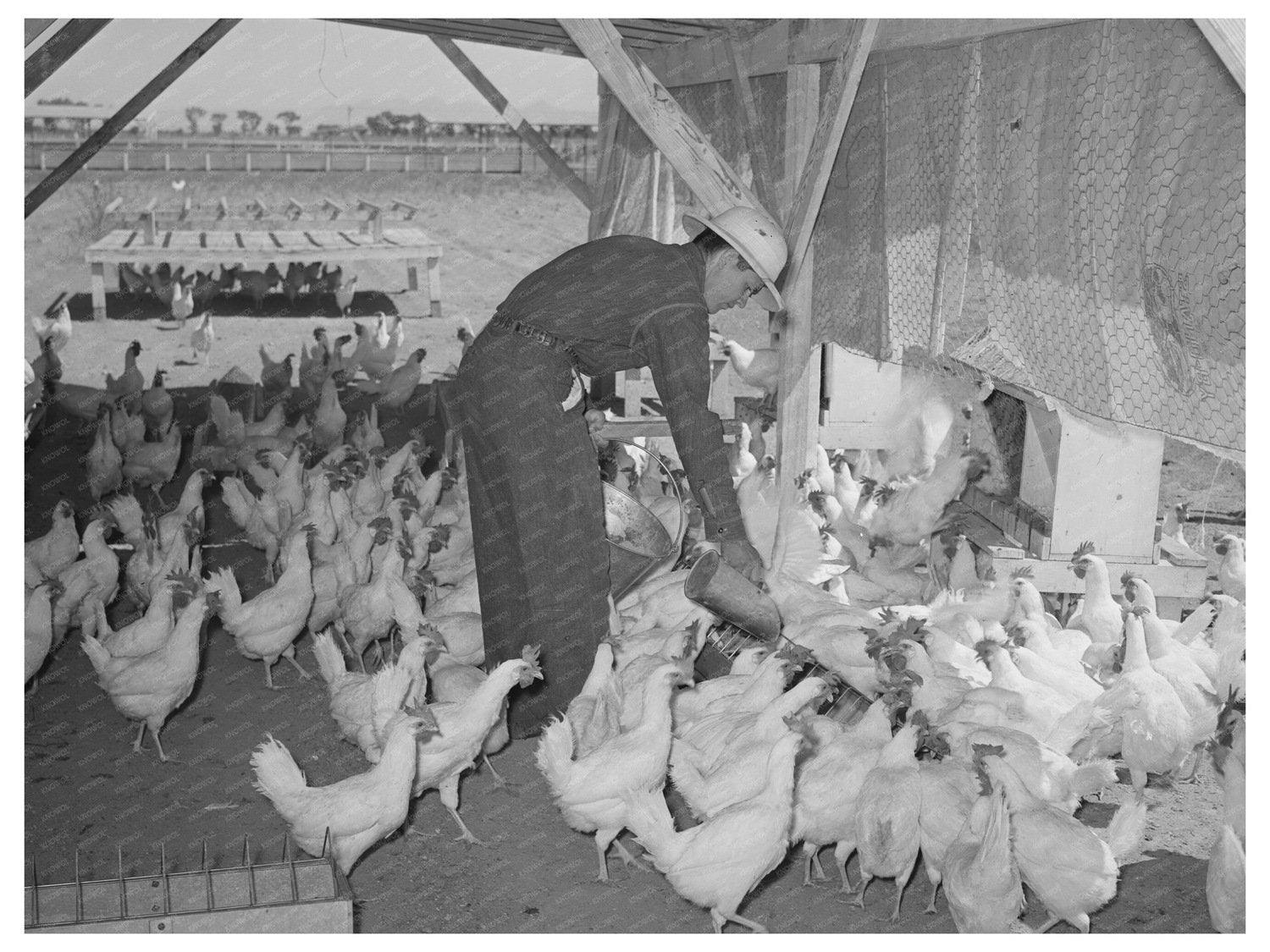 Poultry Farming in Maricopa County Arizona 1940