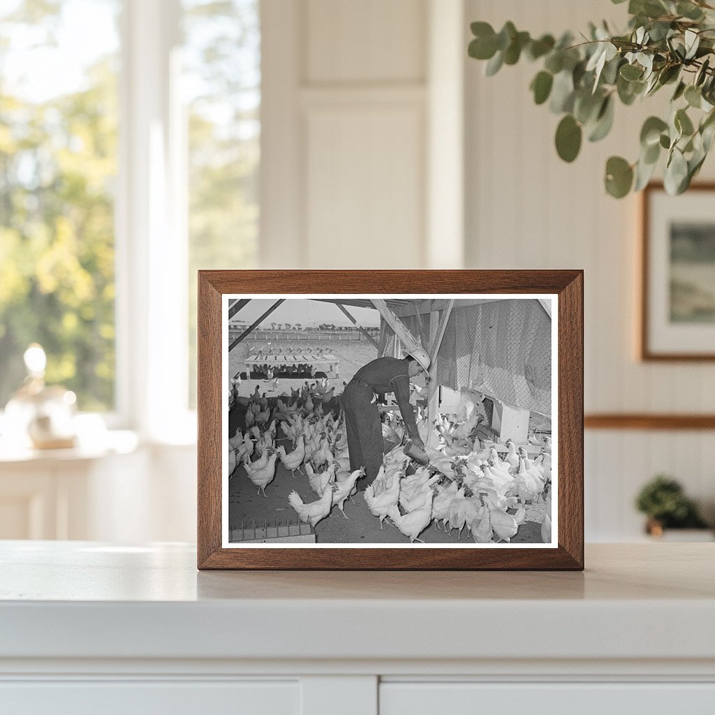 Poultry Farming in Maricopa County Arizona 1940