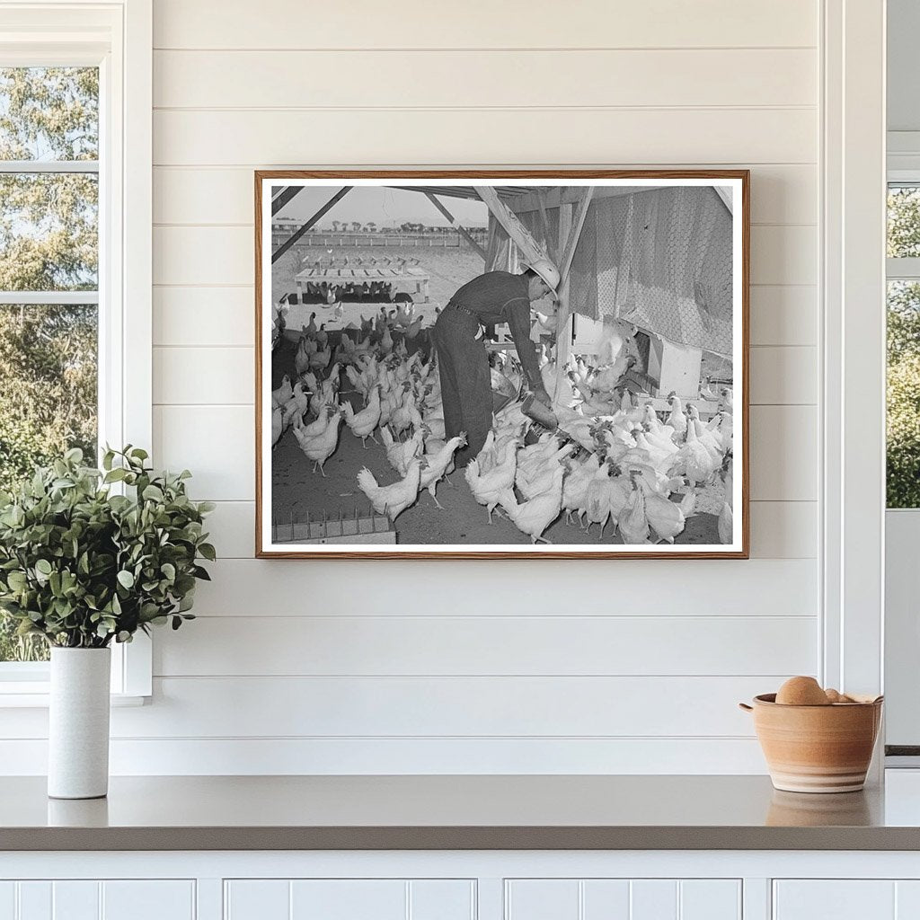 Poultry Farming in Maricopa County Arizona 1940