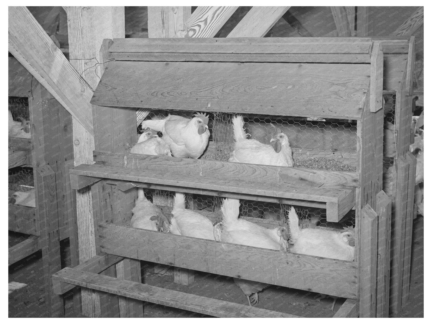 Hens on Nests at Chandler Farms Arizona May 1940