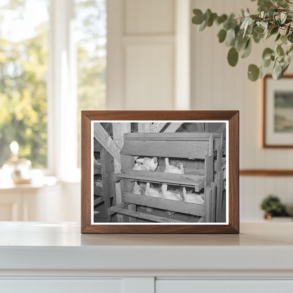 Hens on Nests at Chandler Farms Arizona May 1940