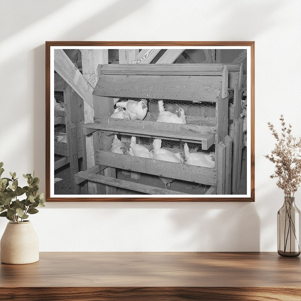 Hens on Nests at Chandler Farms Arizona May 1940