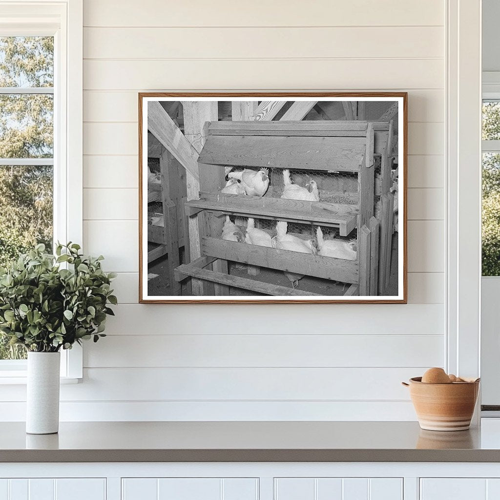Hens on Nests at Chandler Farms Arizona May 1940