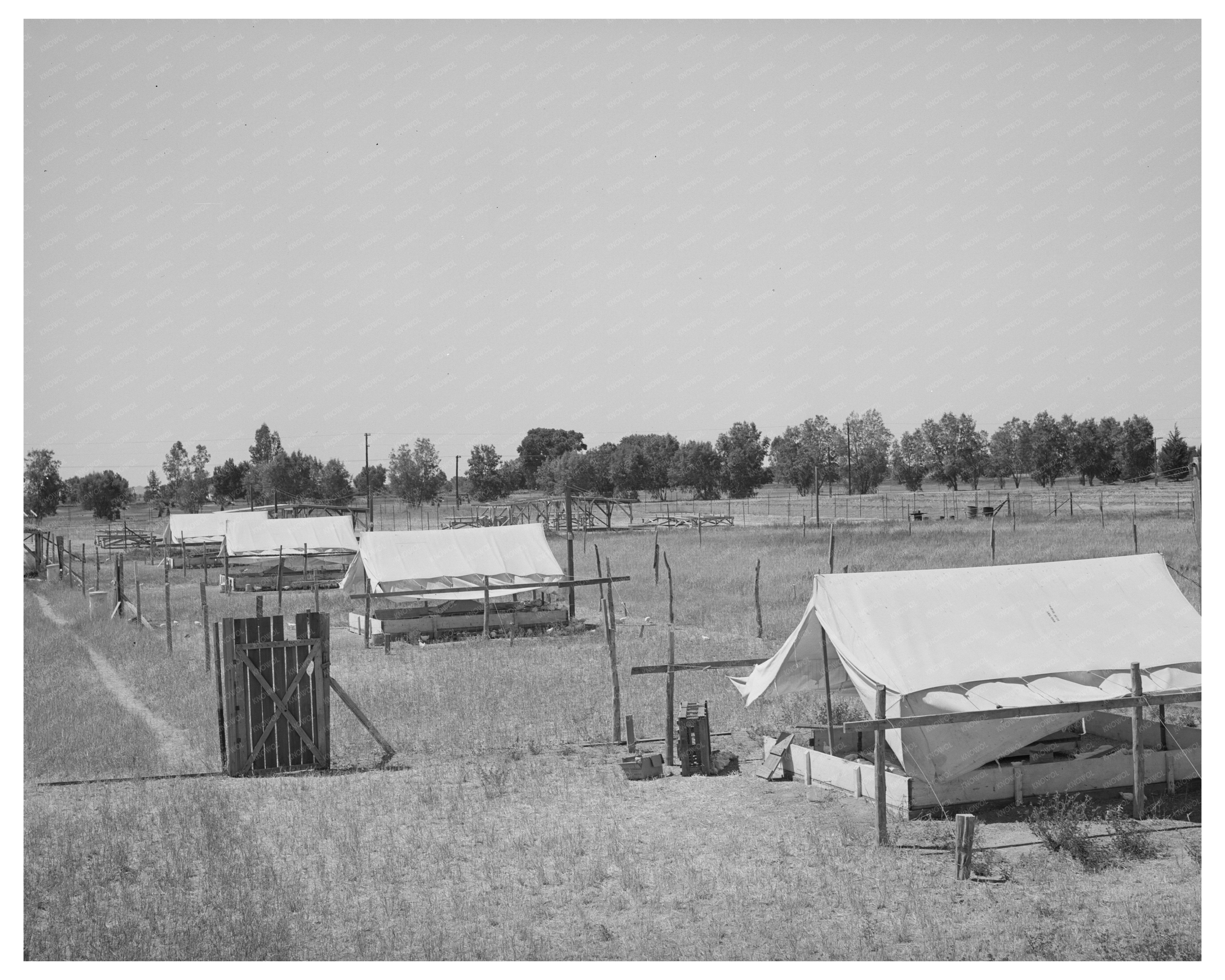 Brooder Tents for Chickens in Maricopa County 1940