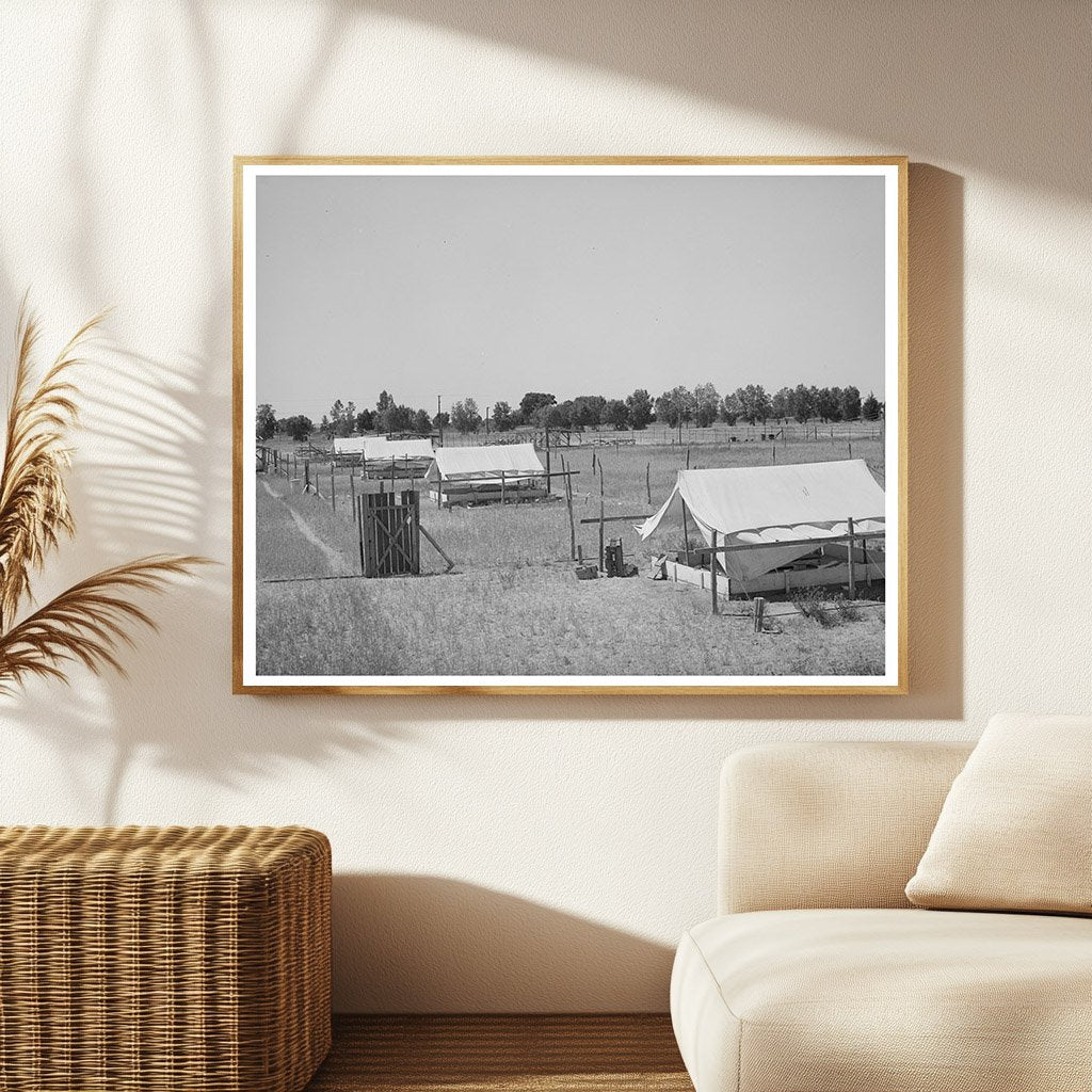 Brooder Tents for Chickens in Maricopa County 1940