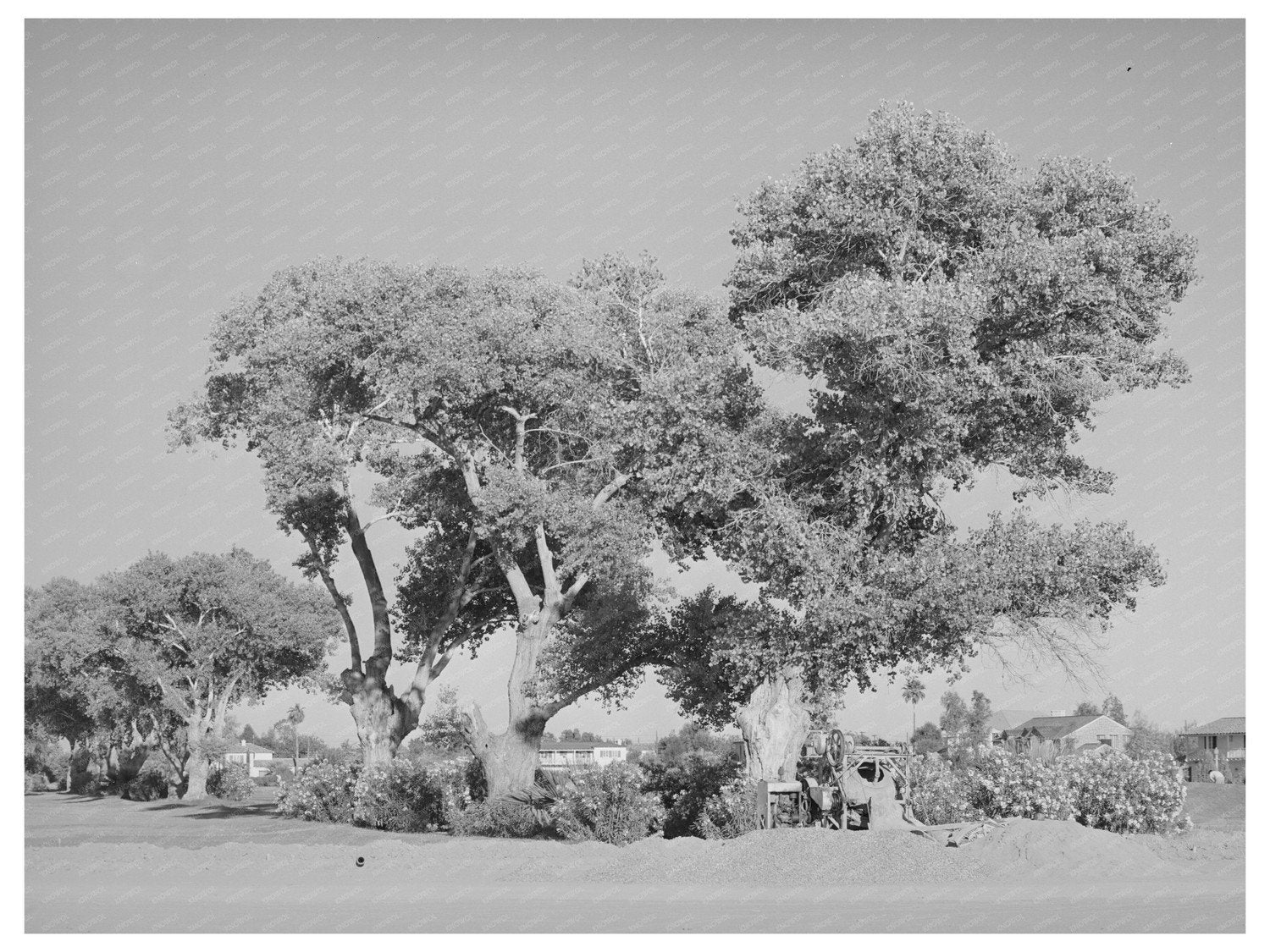Cottonwood Trees Near Phoenix Golf Course May 1940