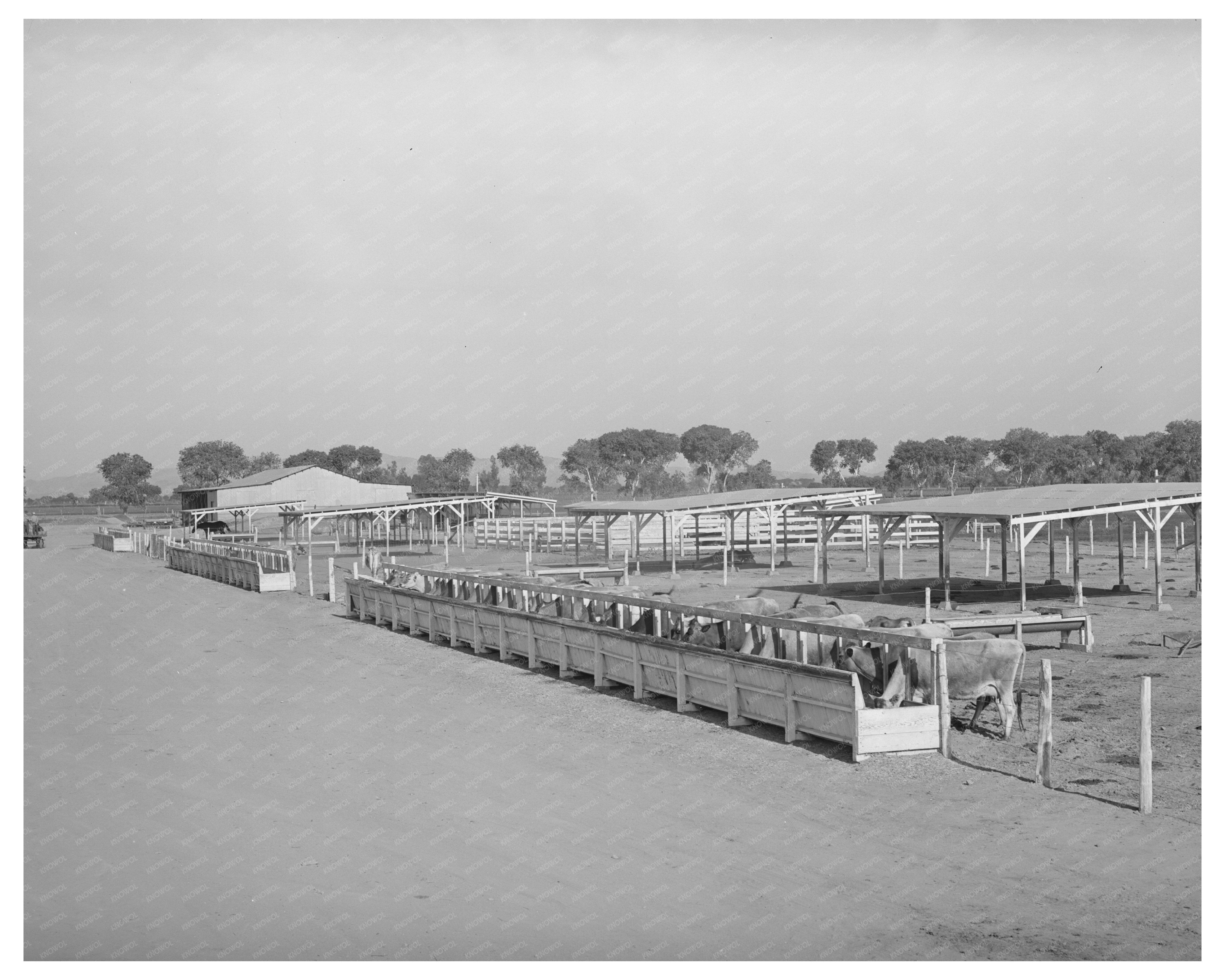 Cattle Feed Troughs and Shelters Chandler Arizona 1940