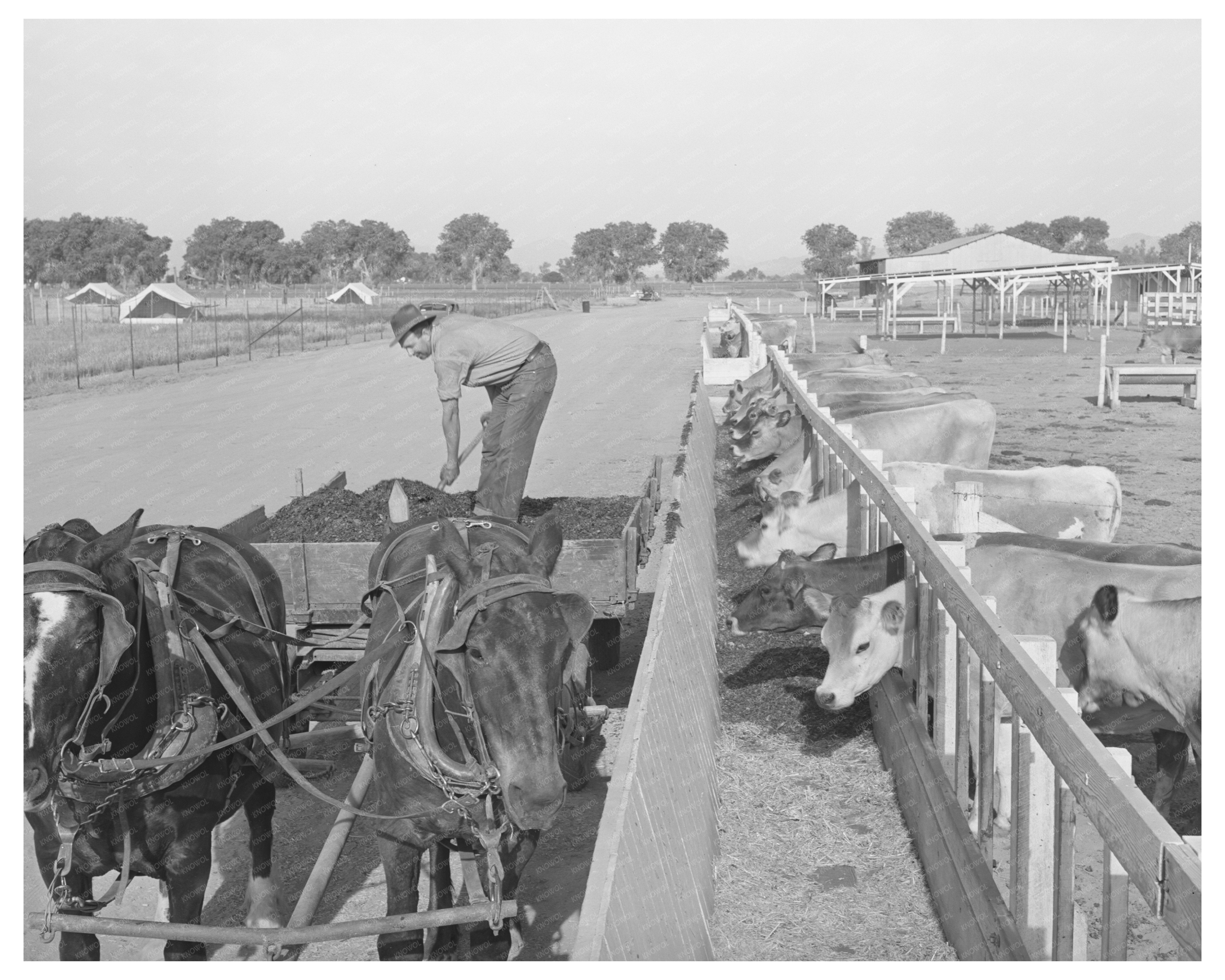 Feeding Dairy Herds in Maricopa County May 1940