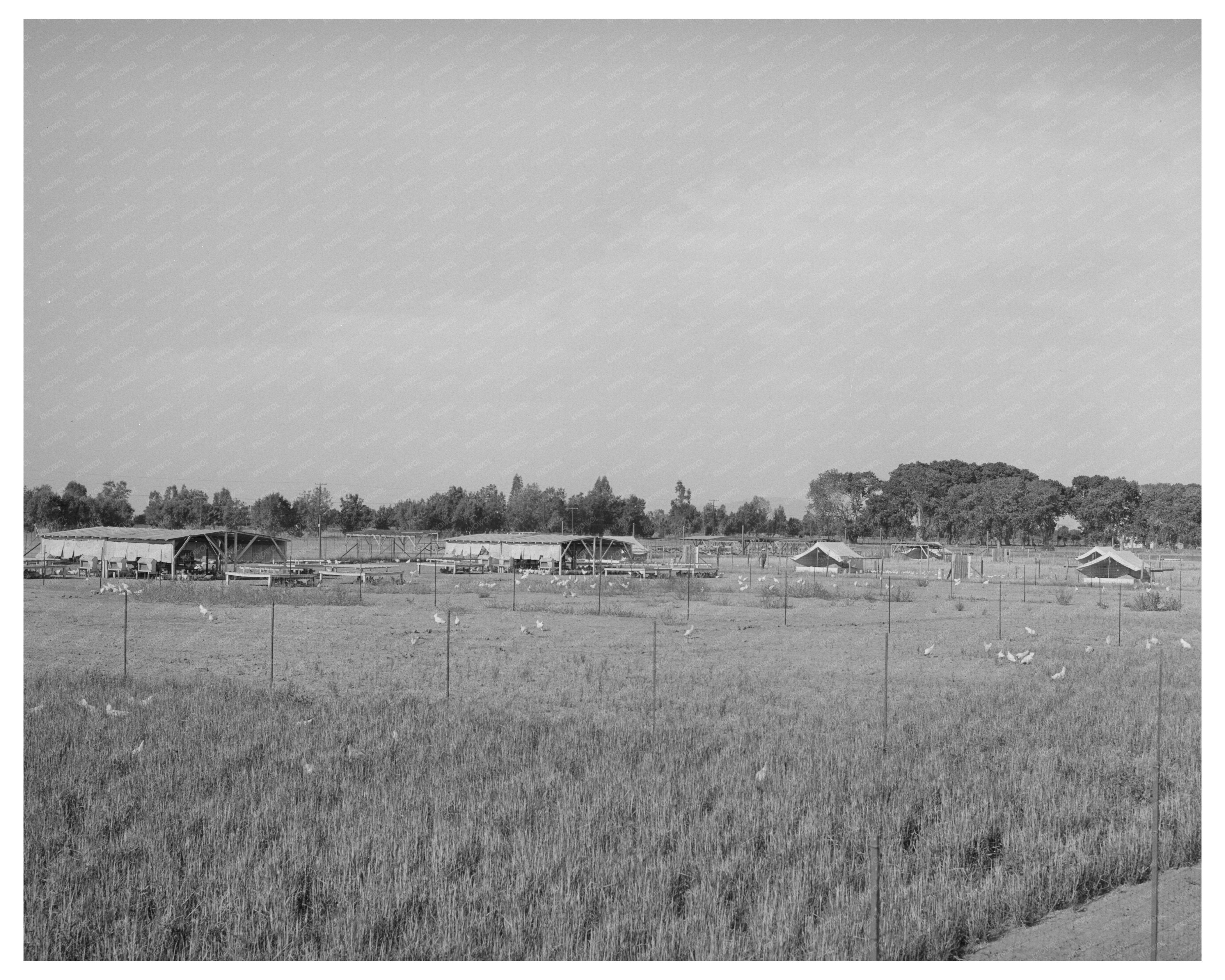Vintage Chicken Yard and Poultry Shelters Maricopa 1940