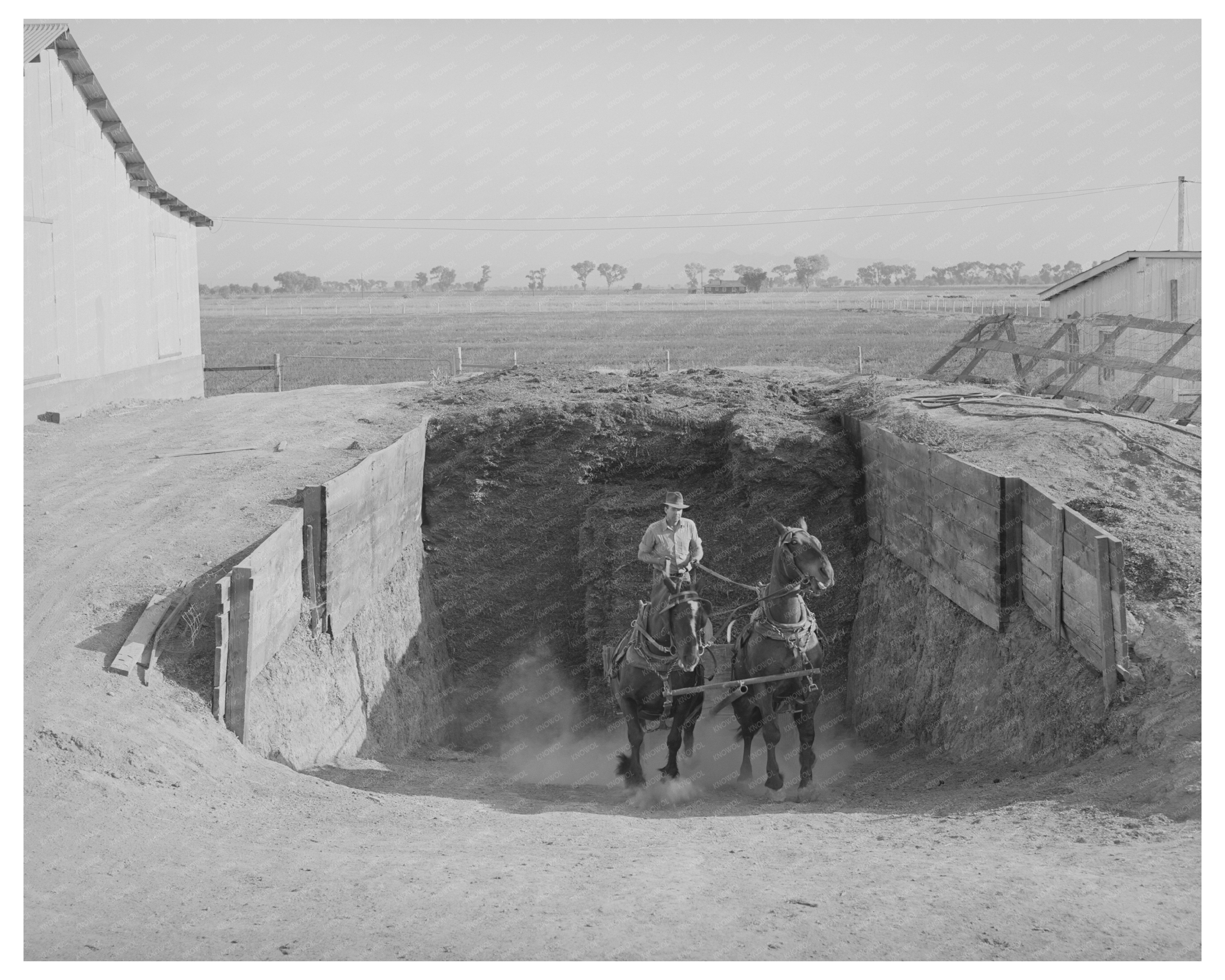 Arizona Farming Silage Transport May 1940