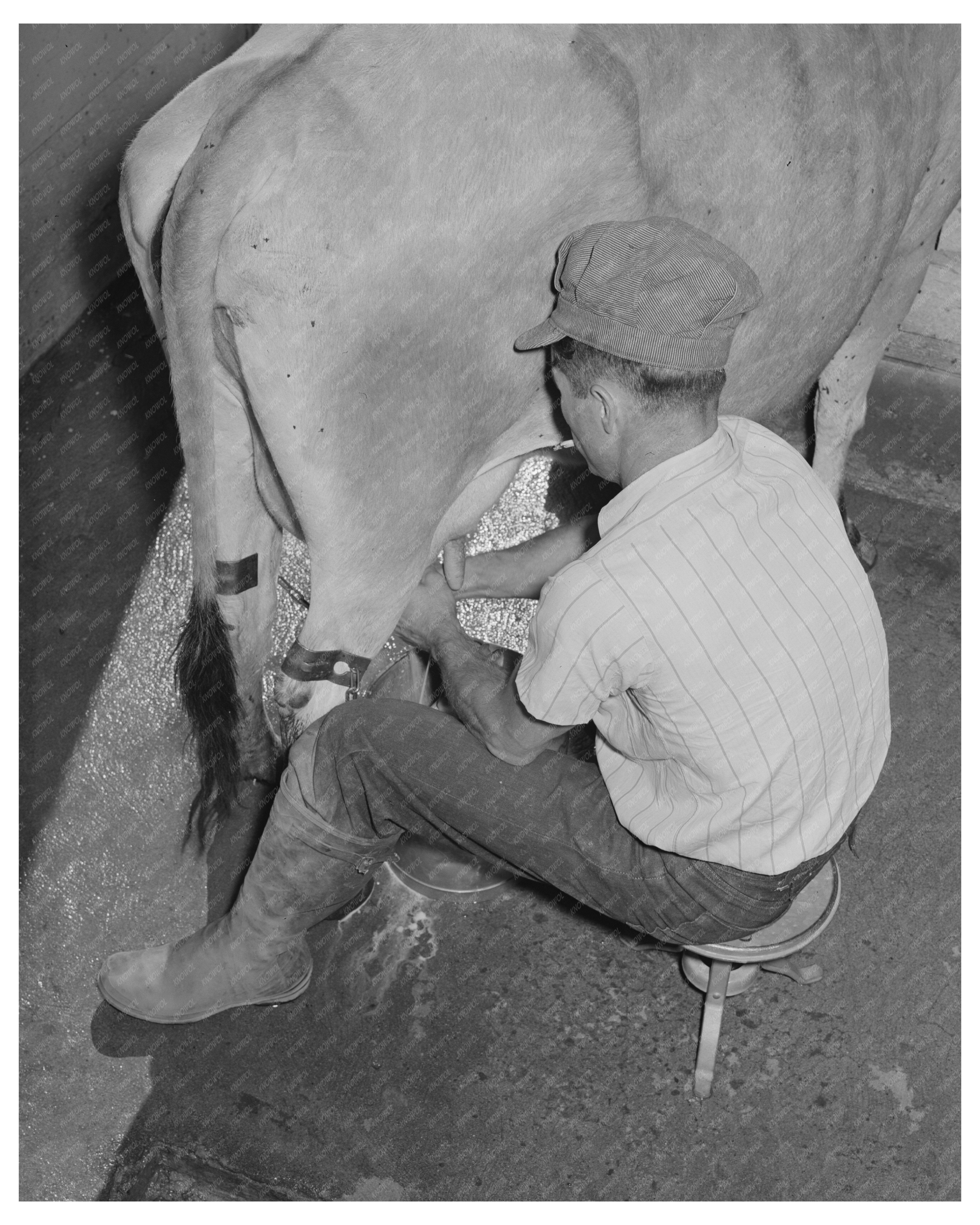 Vintage Milking Scene Maricopa County Arizona 1940