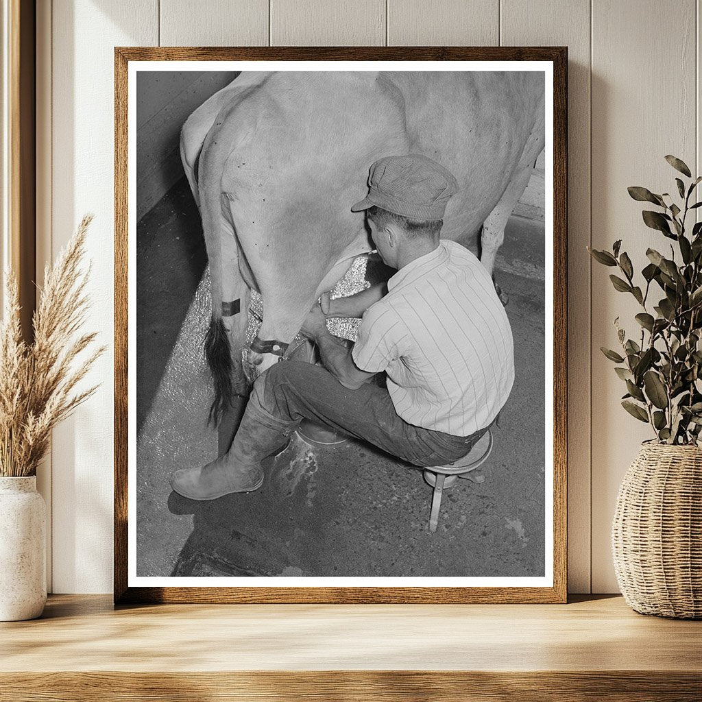 Vintage Milking Scene Maricopa County Arizona 1940