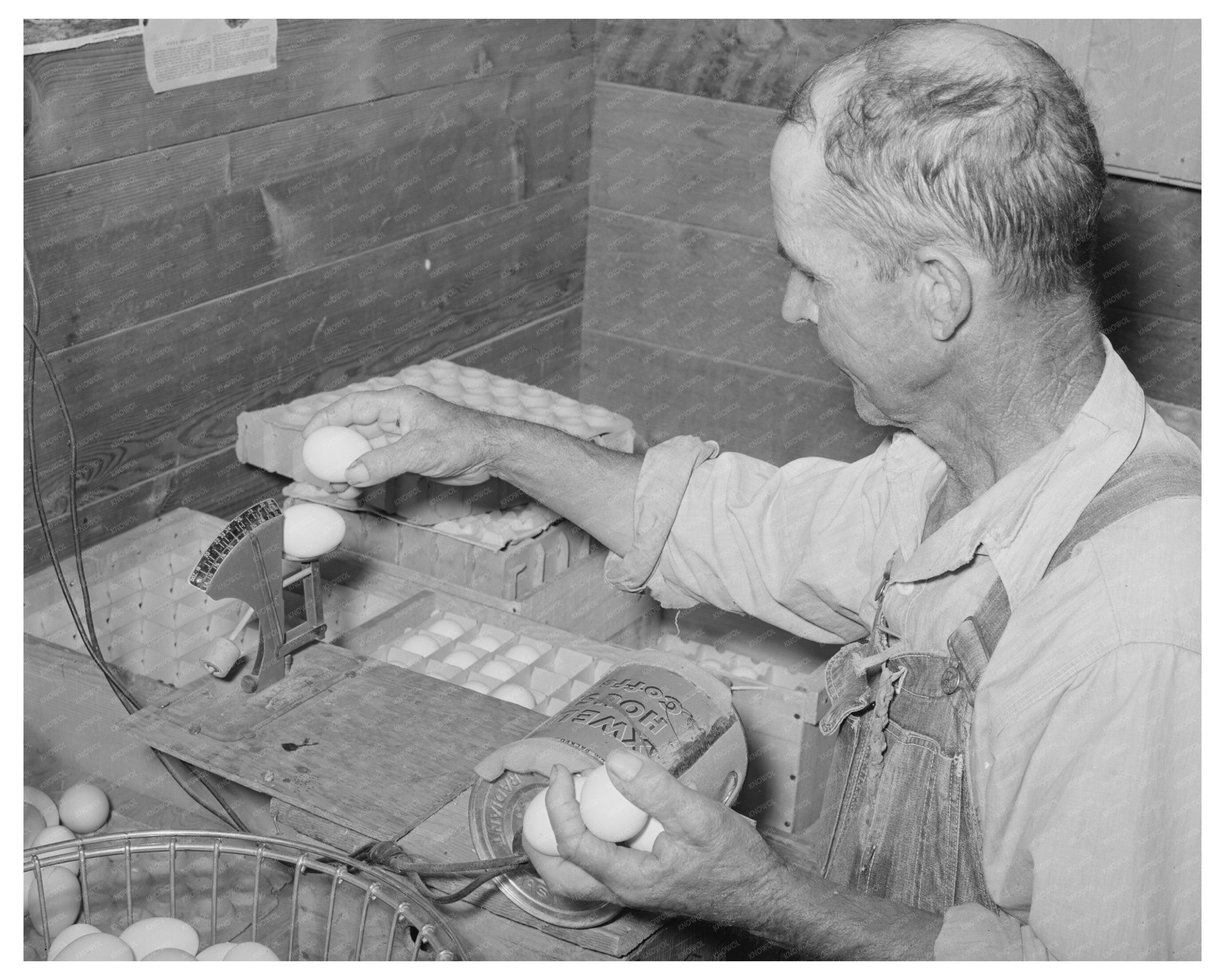 Weighing Eggs for Grading at Maricopa County Farms 1940