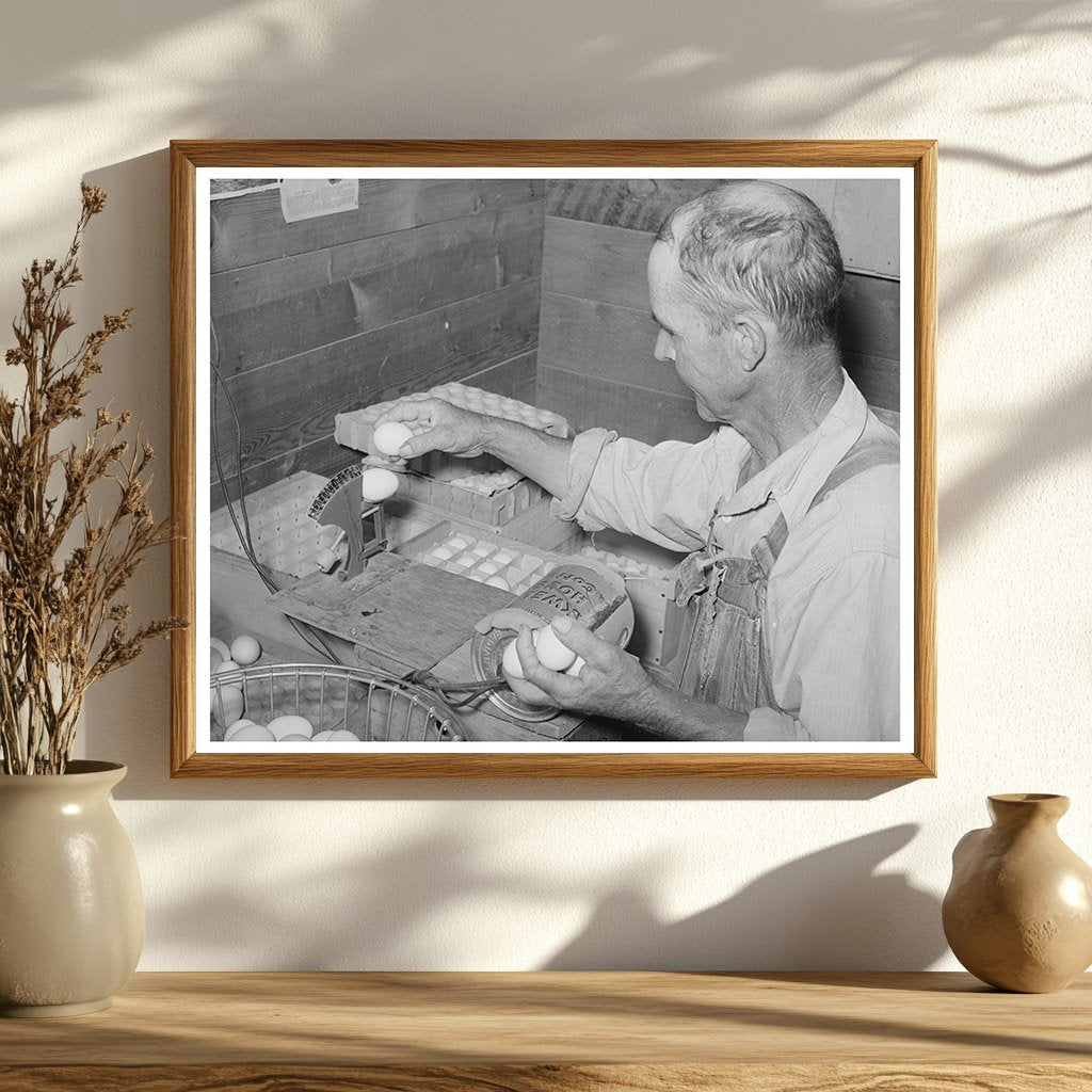 Weighing Eggs for Grading at Maricopa County Farms 1940