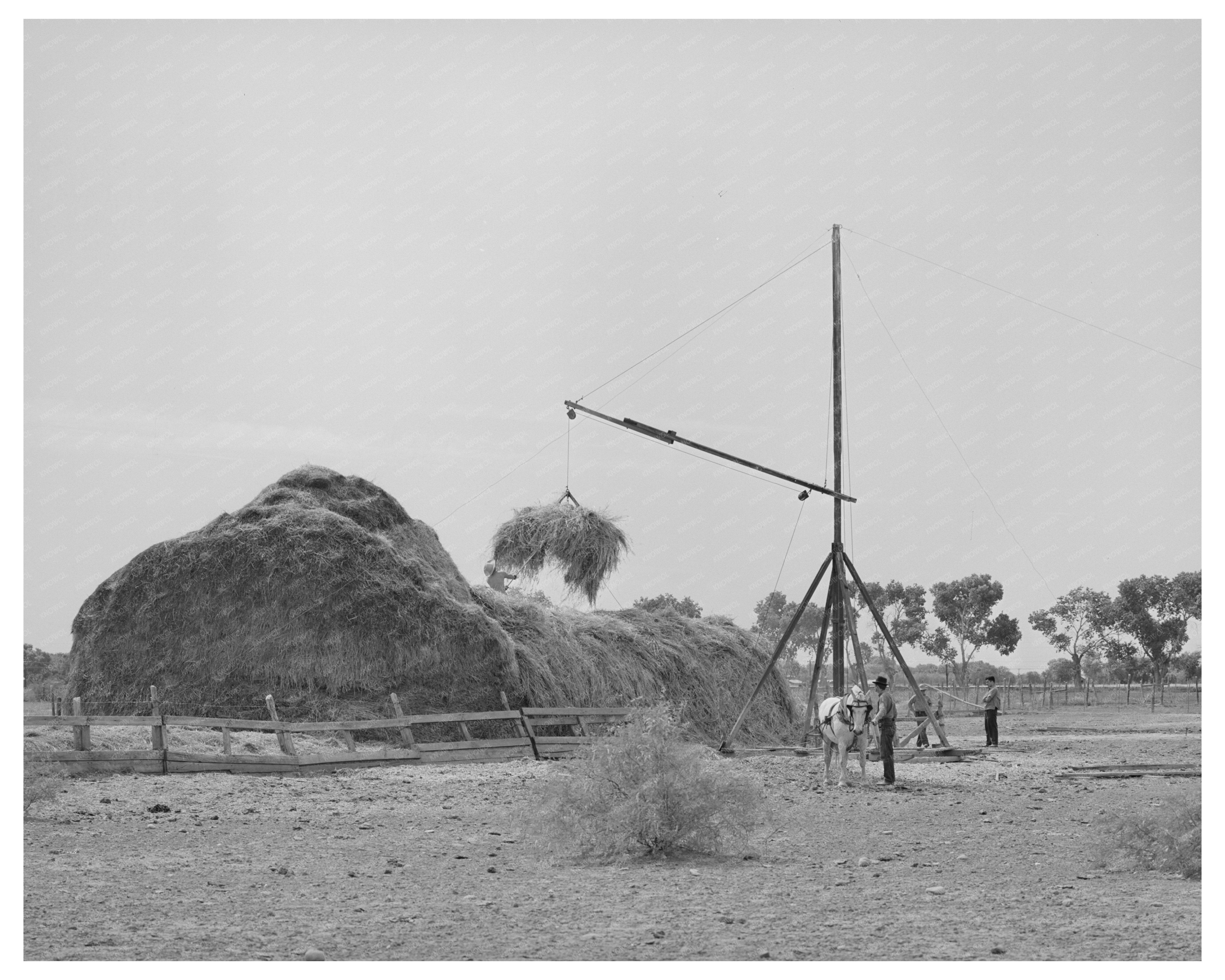 Hay Harvesting in Maricopa County Arizona May 1940
