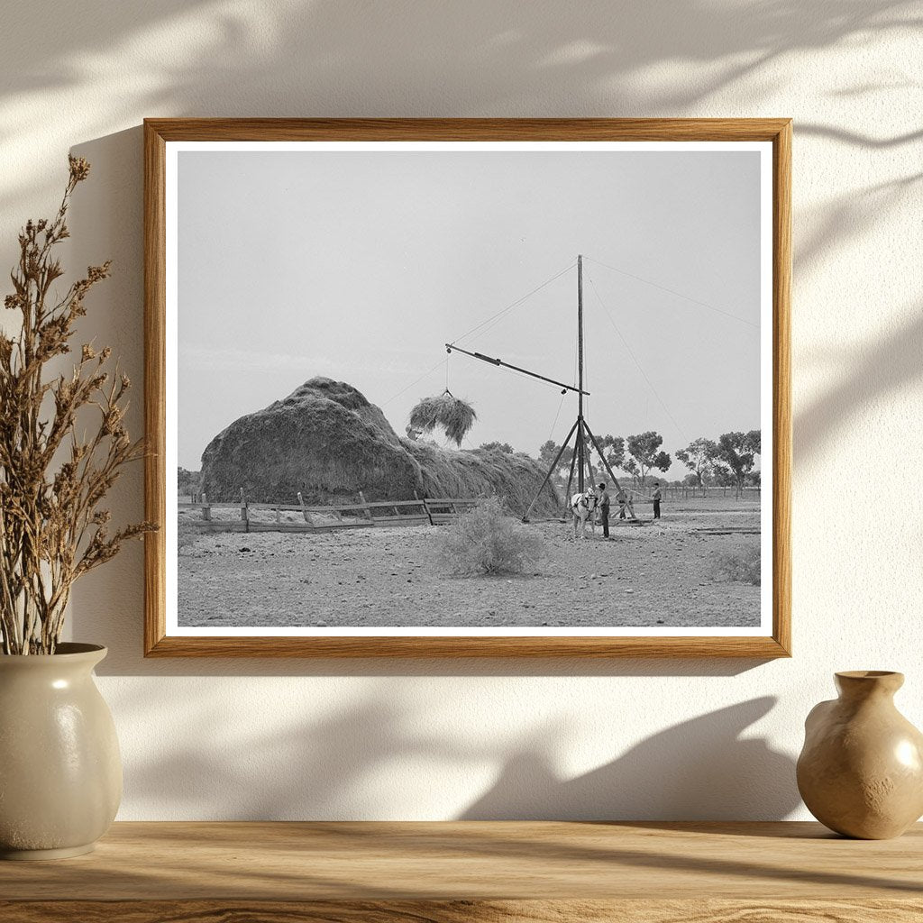 Hay Harvesting in Maricopa County Arizona May 1940