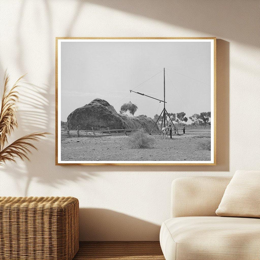 Hay Harvesting in Maricopa County Arizona May 1940