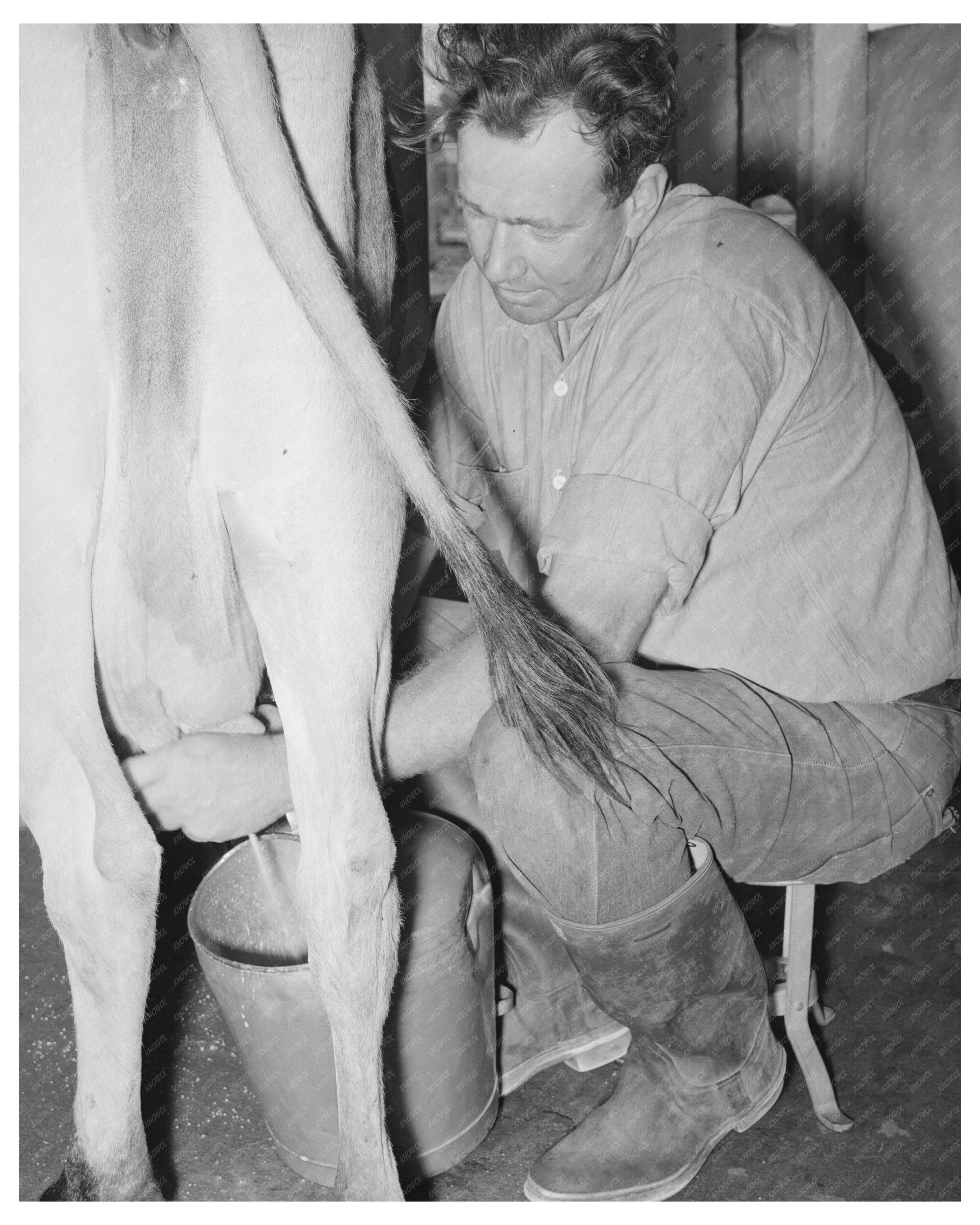 Arizona Part-Time Farmer Milking Cows May 1940