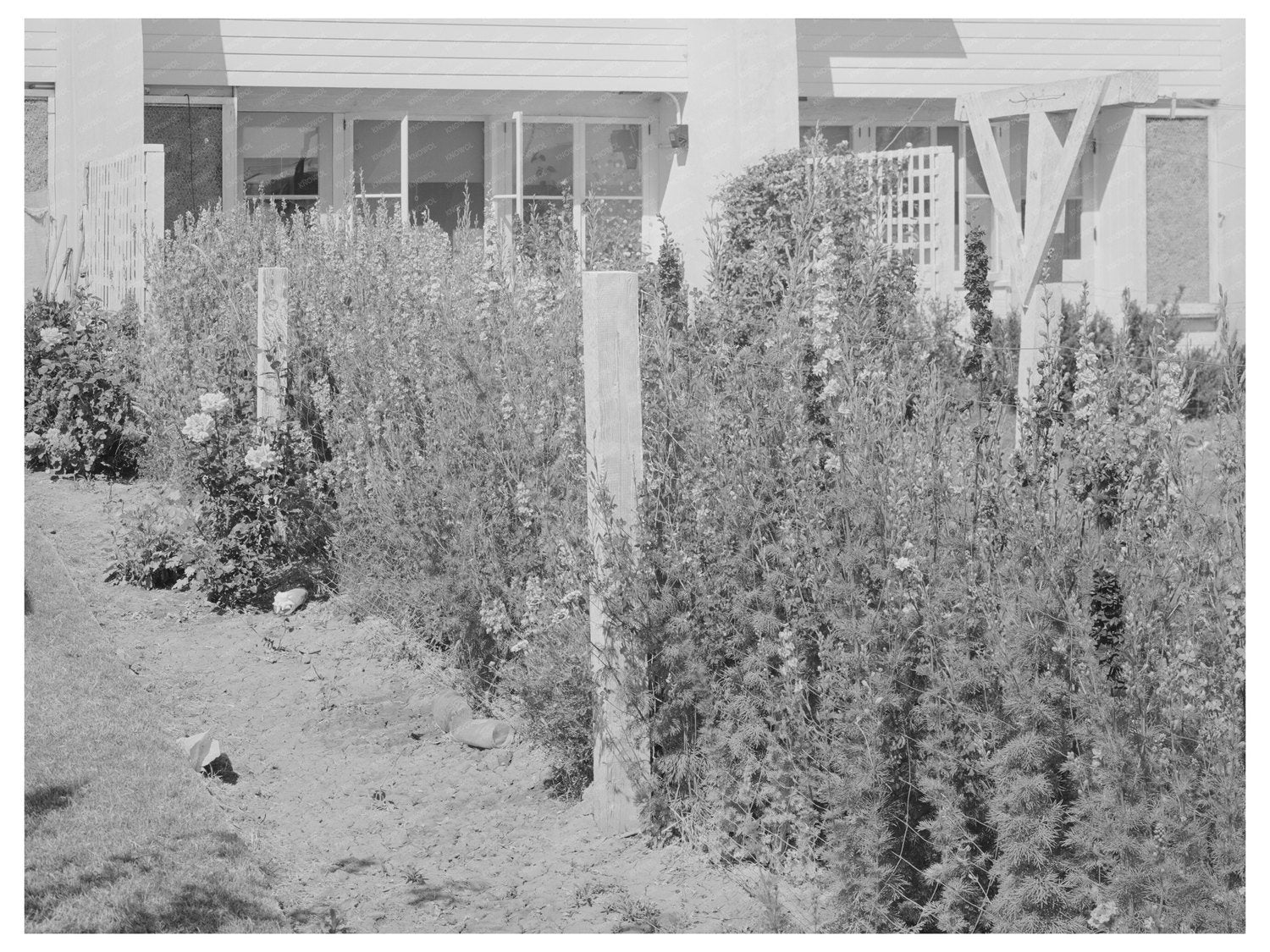 Backyard of Arizona Part-Time Farms May 1940