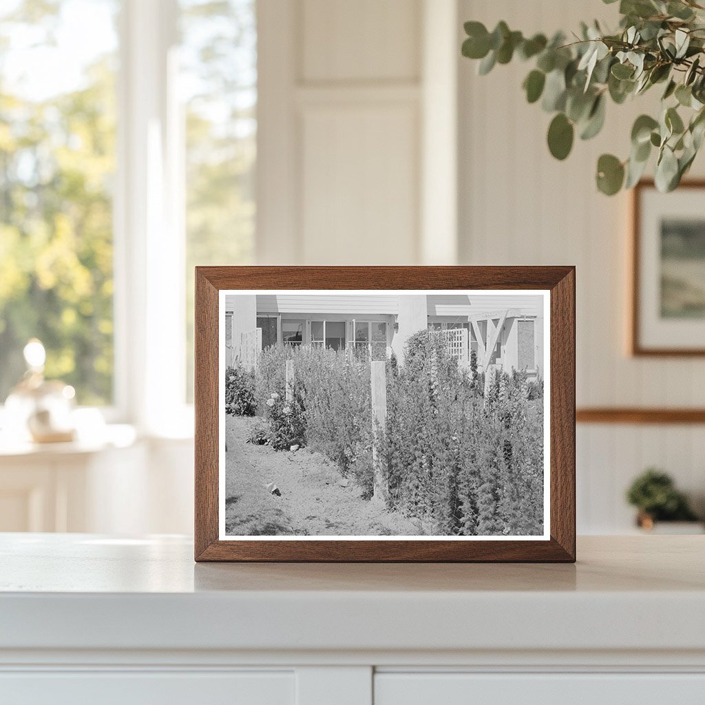 Backyard of Arizona Part-Time Farms May 1940