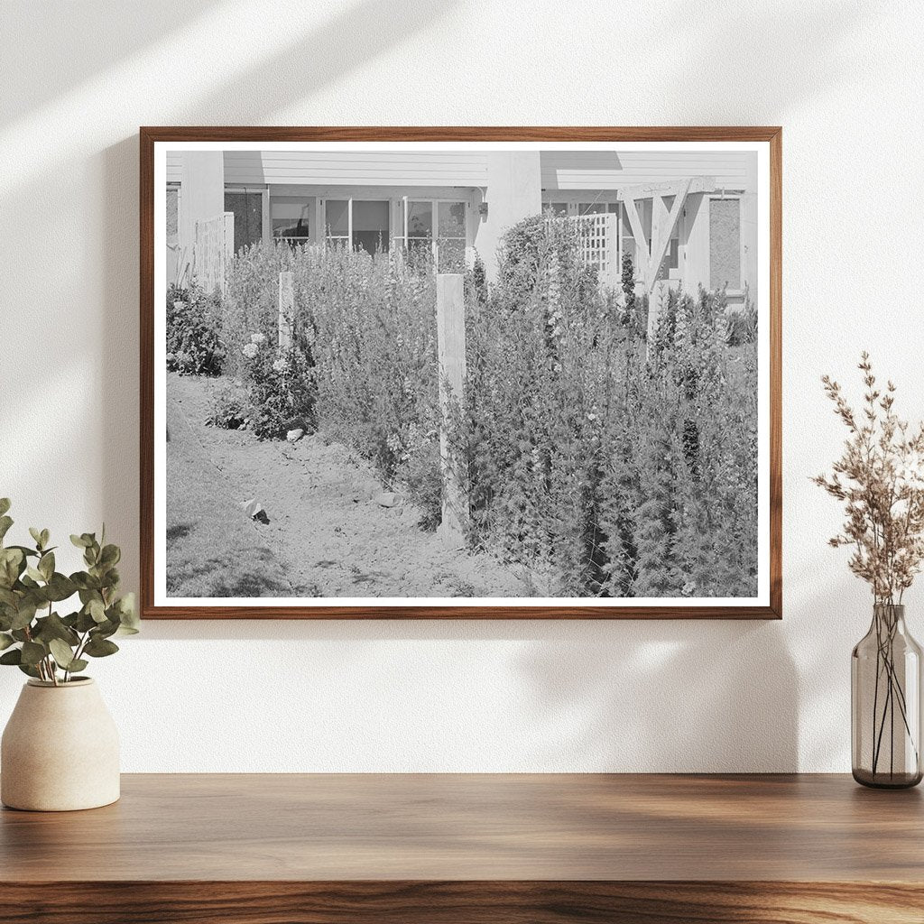 Backyard of Arizona Part-Time Farms May 1940