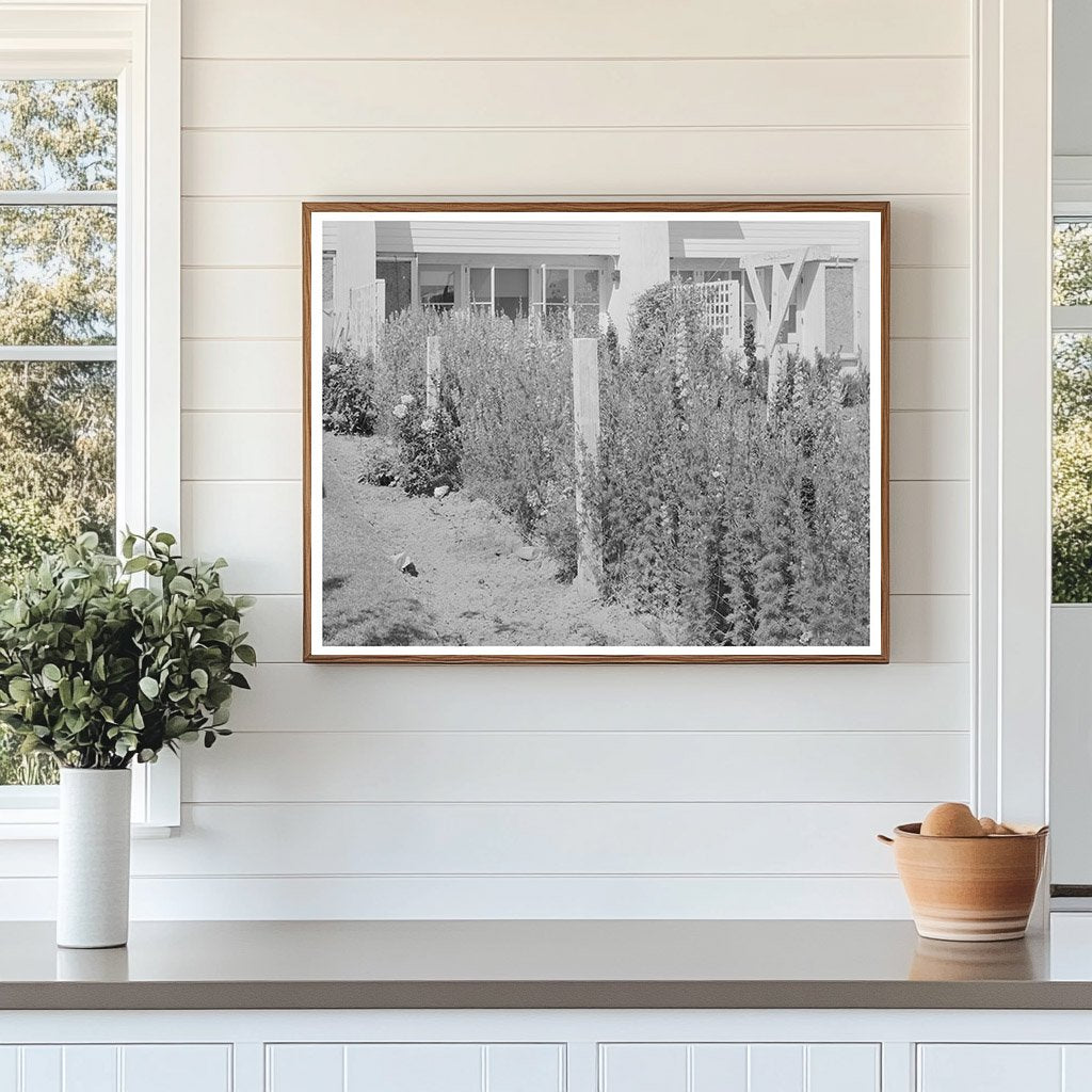 Backyard of Arizona Part-Time Farms May 1940