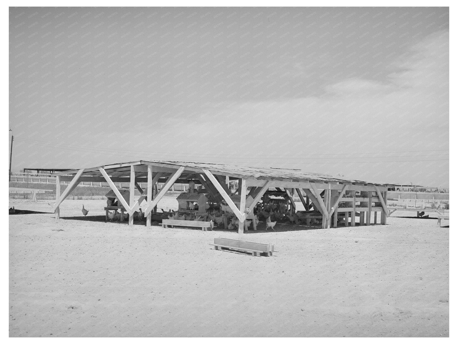 Chicken Shelter on Chandler Unit Farm Arizona May 1940