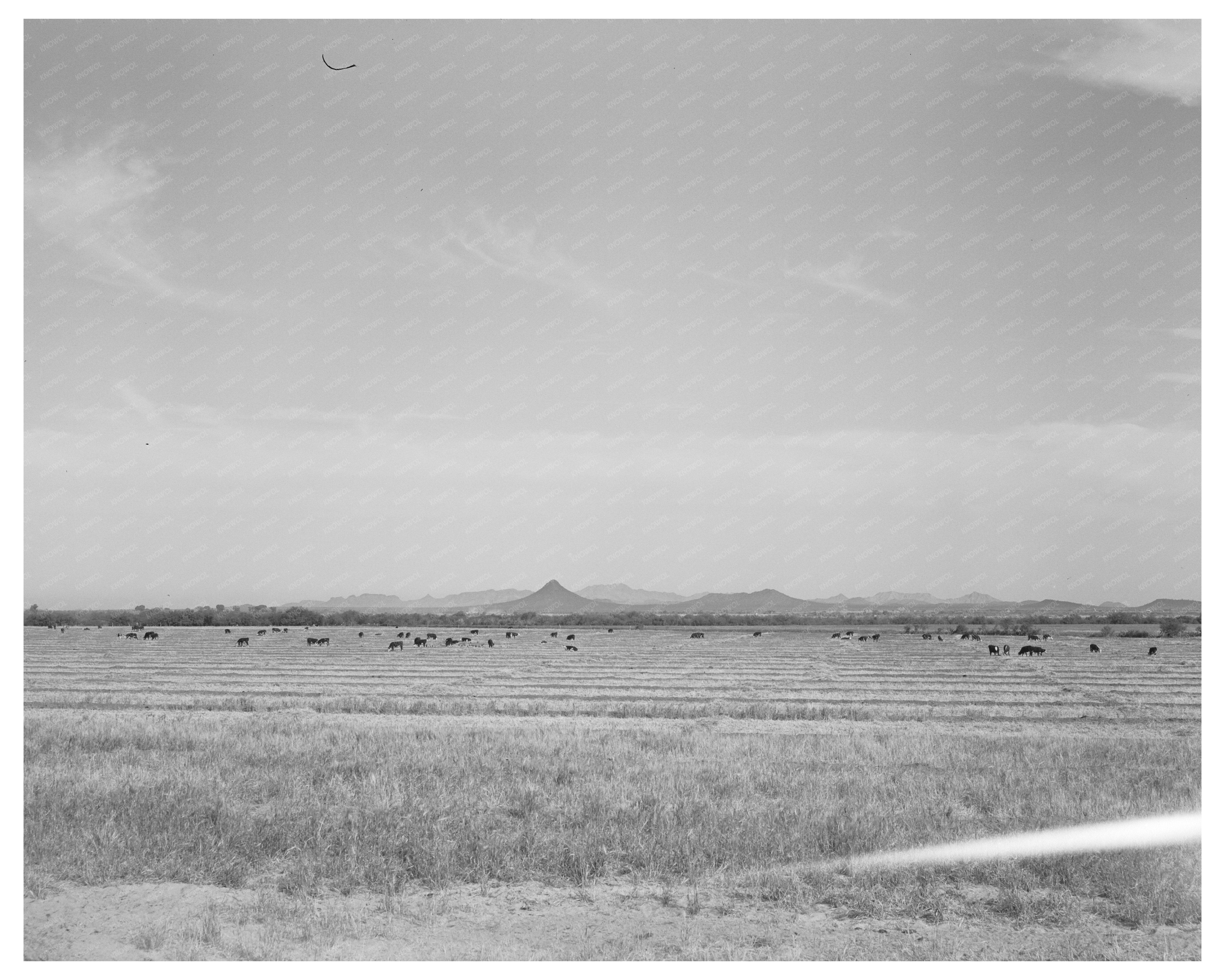 Range Cattle at Casa Grande Valley Farms Arizona 1940