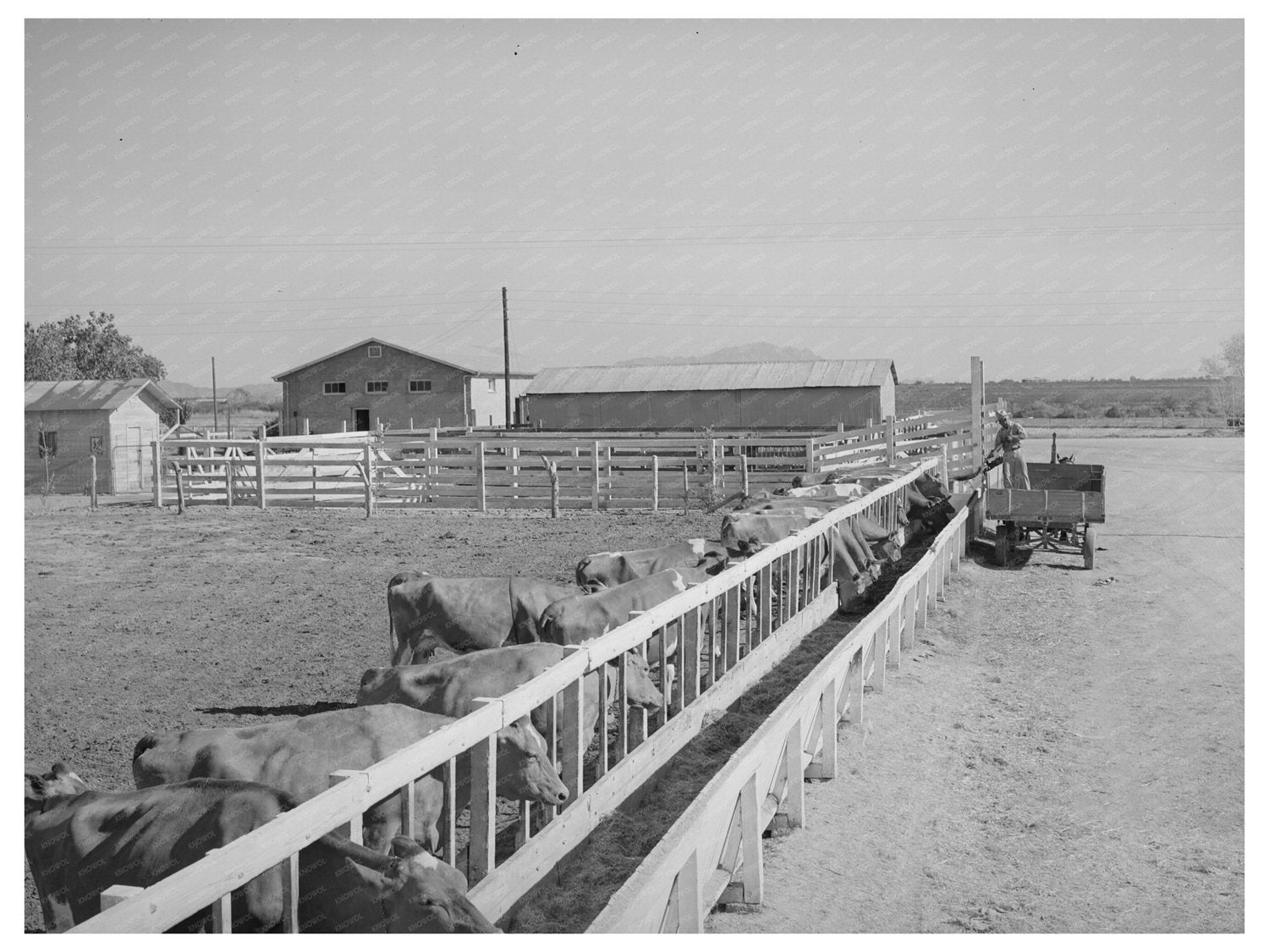 Dairy Cattle at Casa Grande Valley Farms 1940