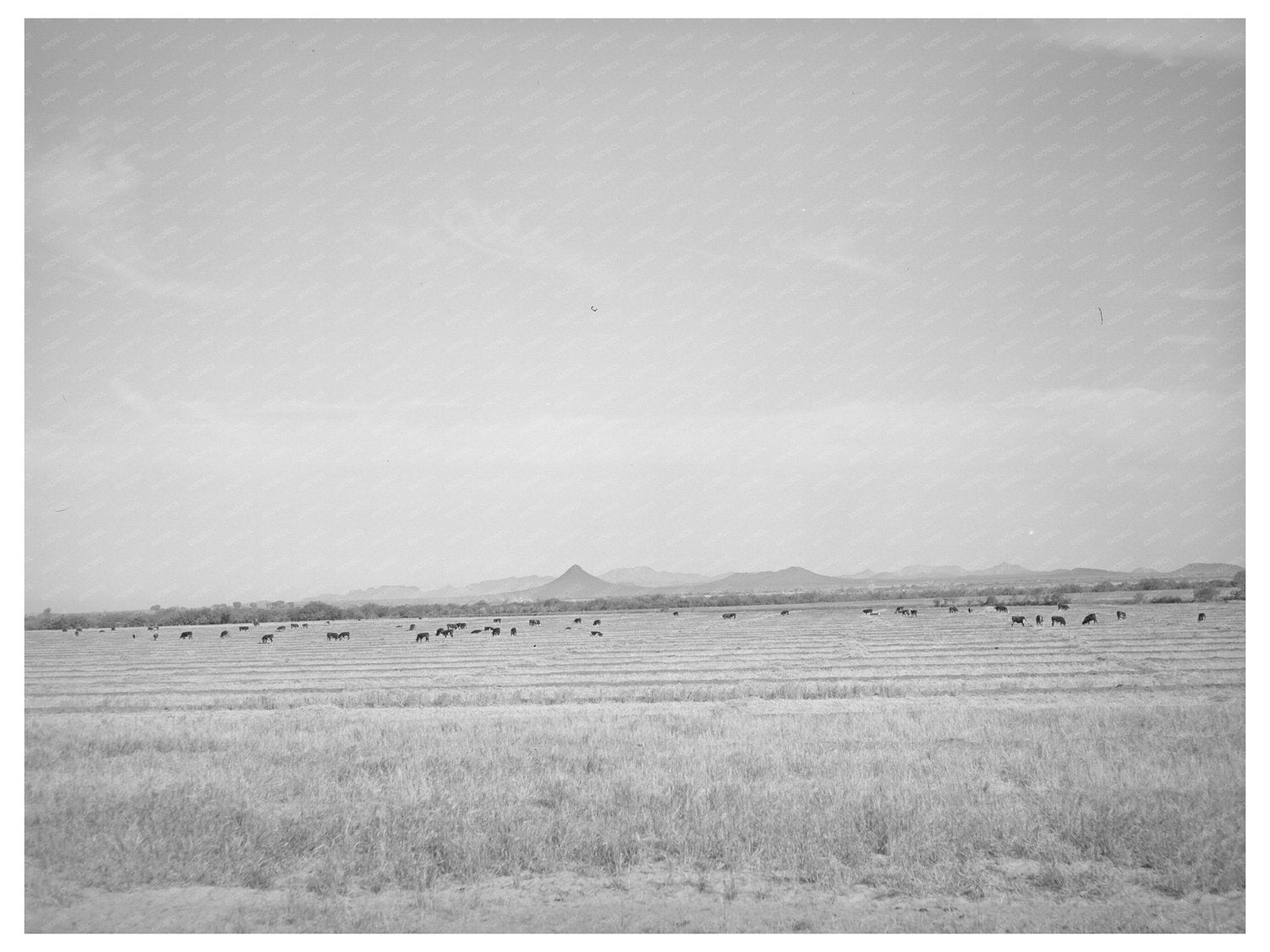 Range Cattle Grazing in Casa Grande Valley April-May 1940