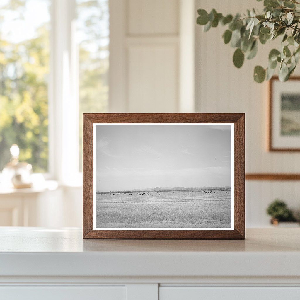 Range Cattle Grazing in Casa Grande Valley April-May 1940